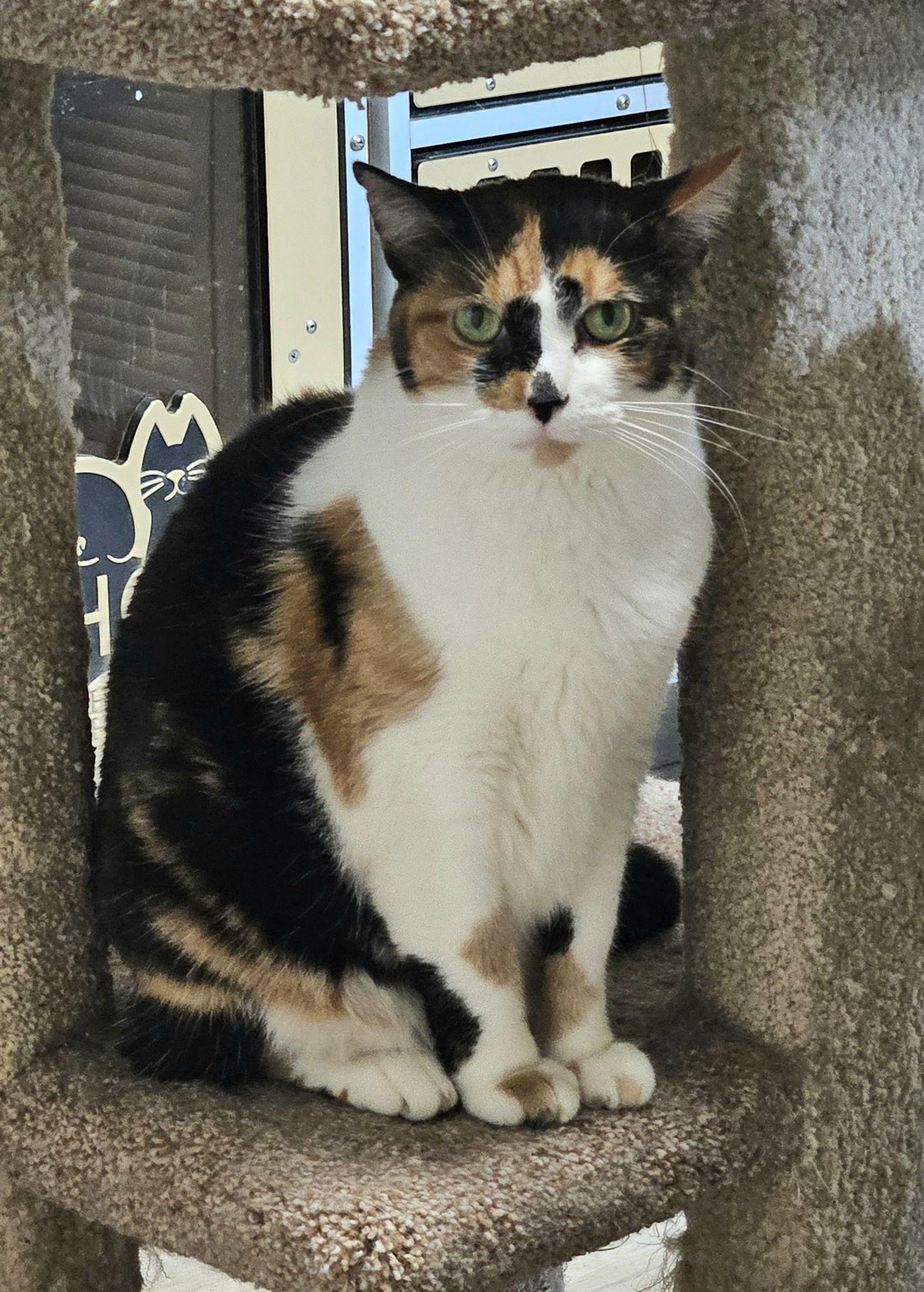 Enlarge Sylvie, a Adoptable Domestic Short Hair in Greenfield, IN image 3/3