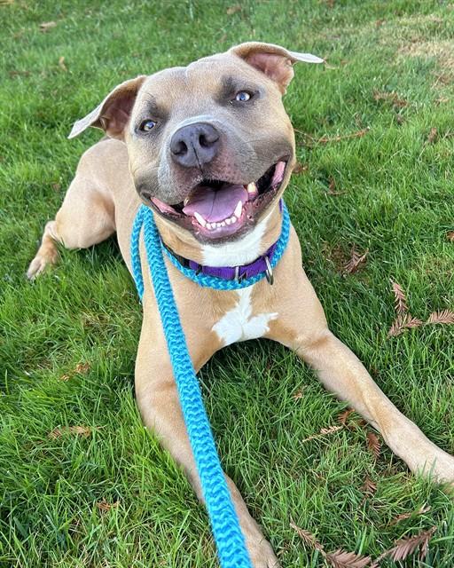Enlarge MACK, a Adoptable Pit Bull Terrier in Sacramento, CA image 1/1
