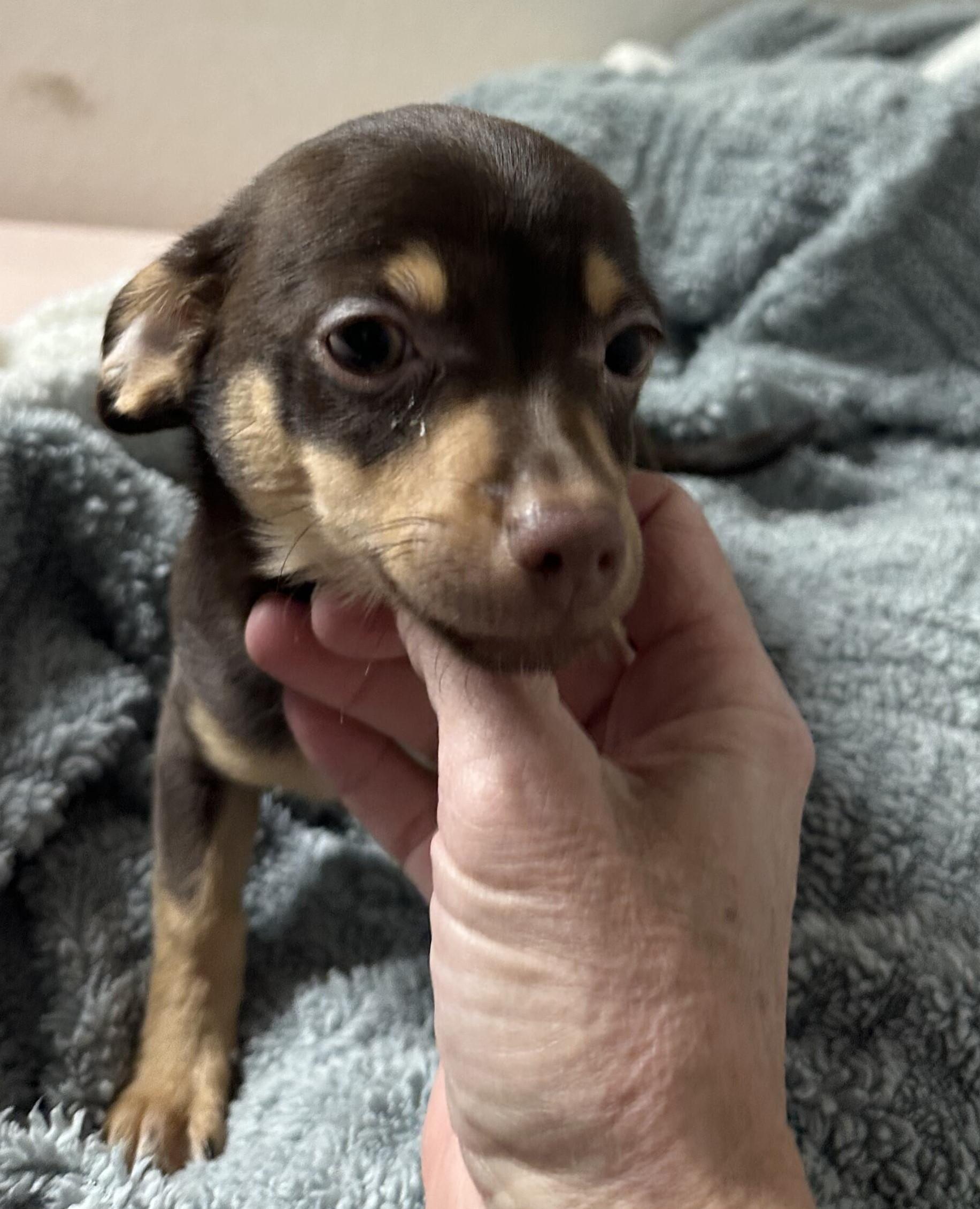 Enlarge Harry, a ADOPTABLE mixed breed in Albuquerque, NM image 1/1