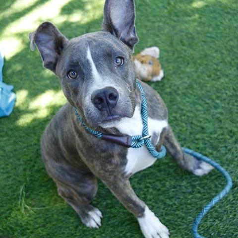 Tito, Adoptable, Young Male Blue Lacy & Mixed Breed.