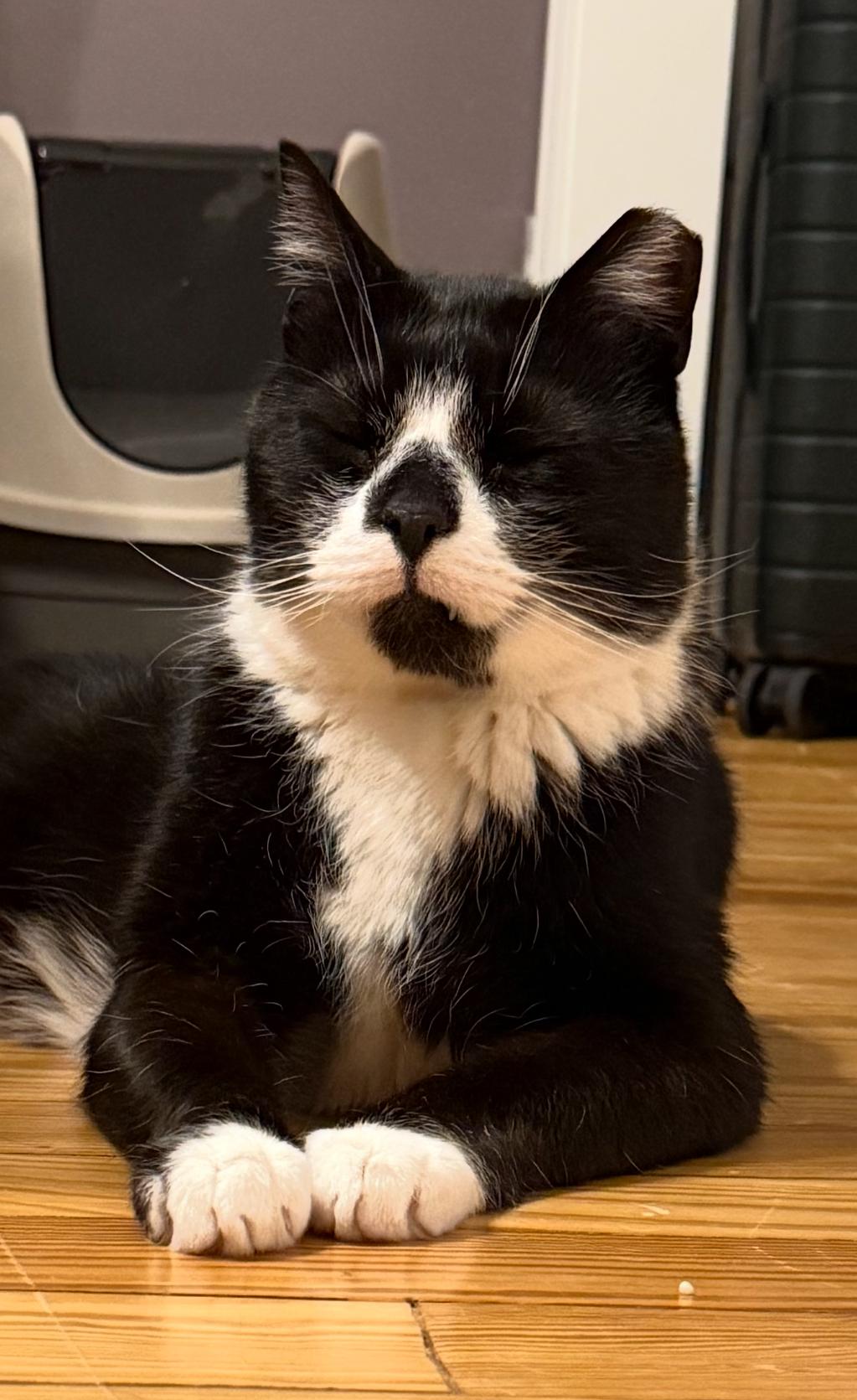 Cameron, a ADOPTABLE Domestic Short Hair in Sussex, NJ image 2/2