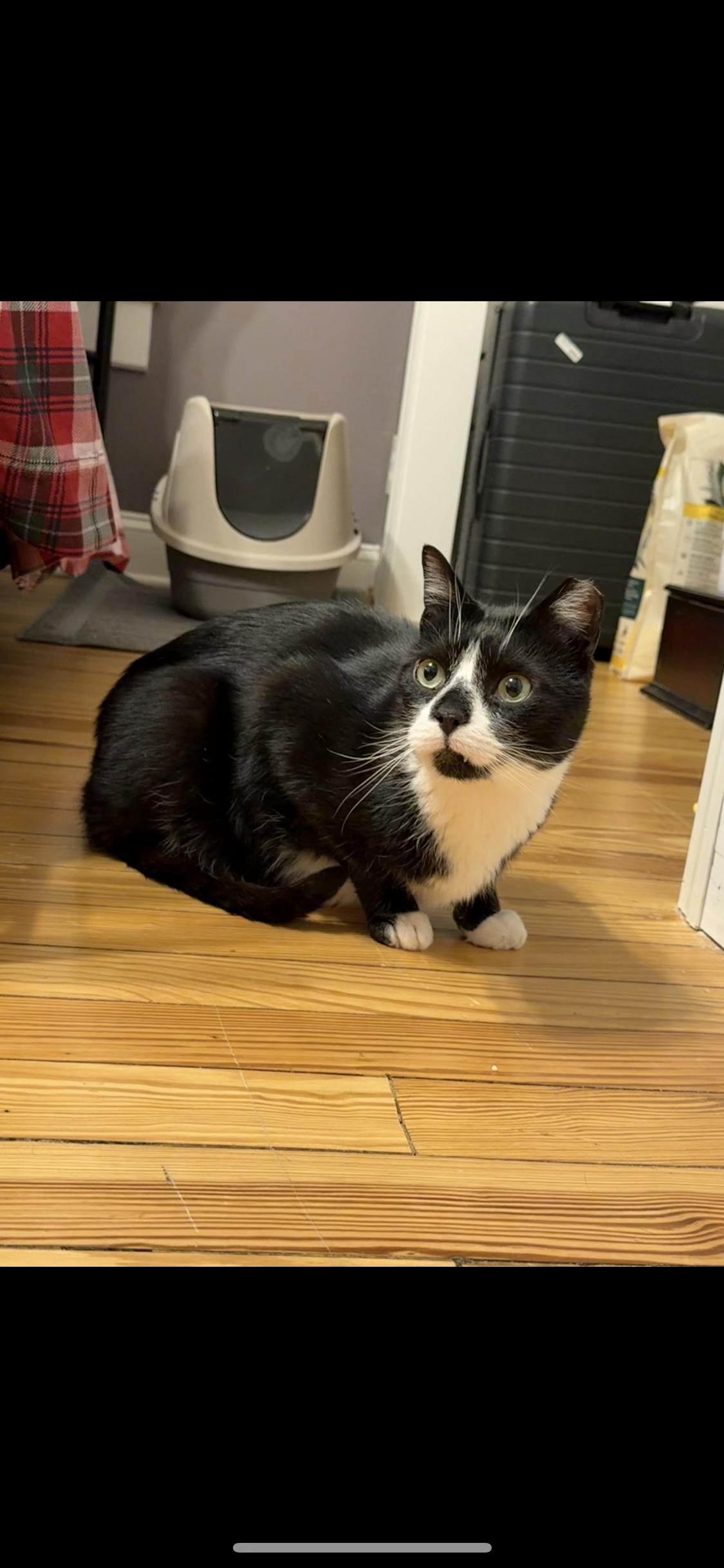 Cameron, a ADOPTABLE Domestic Short Hair in Sussex, NJ image 1/2