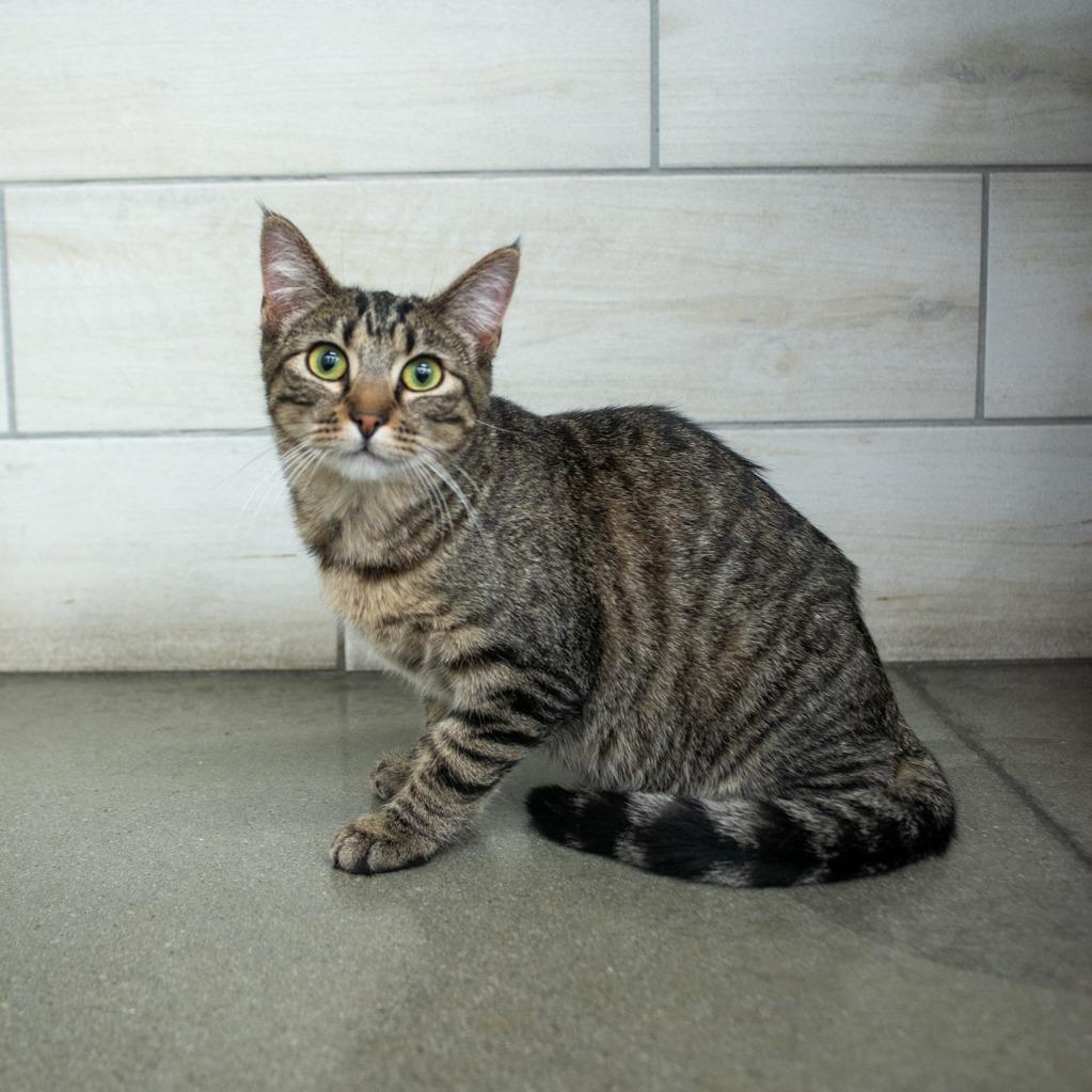 Stefan, Adoptable, Adult Male Domestic Short Hair.