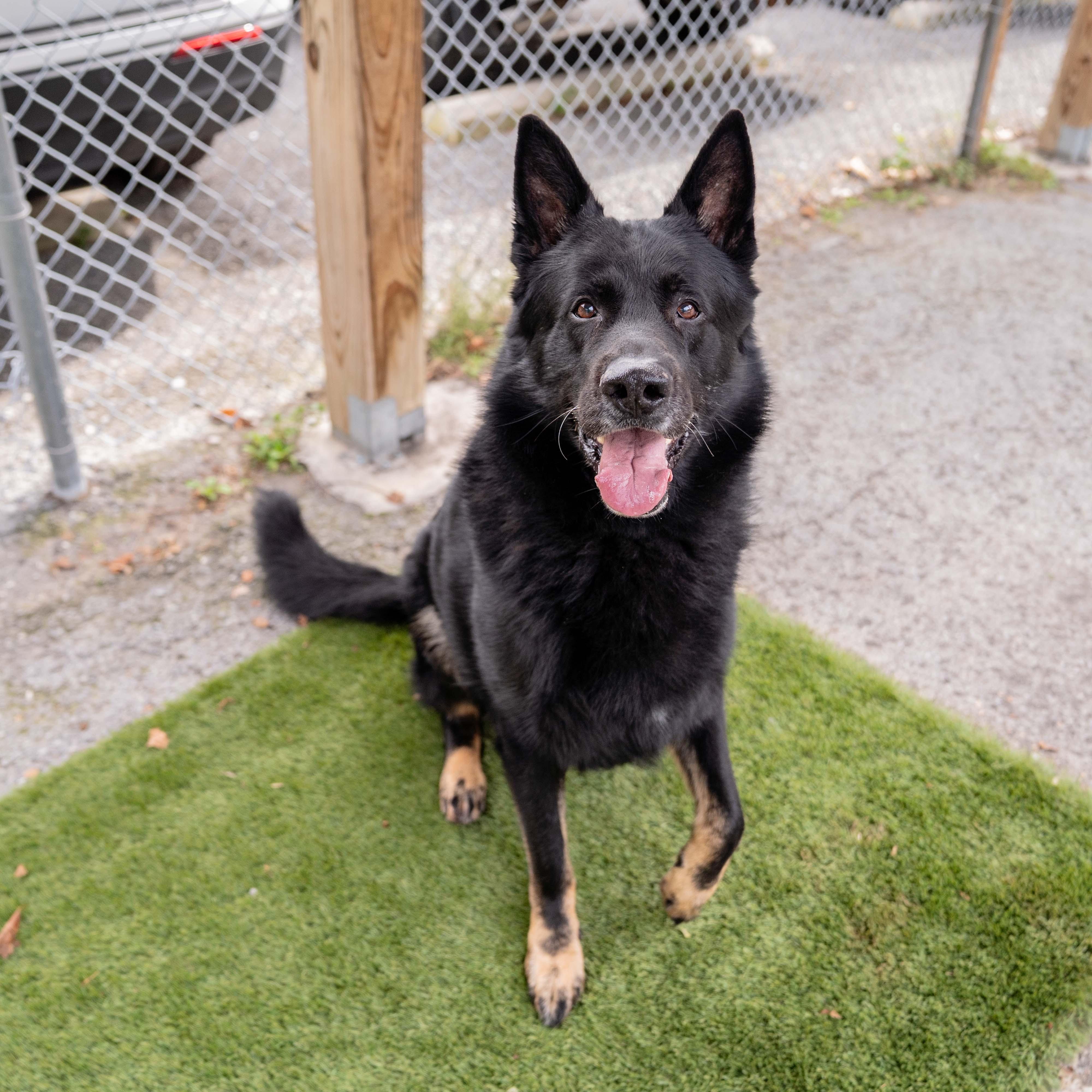 Bear, Adoptable, Adult Male German Shepherd Dog.