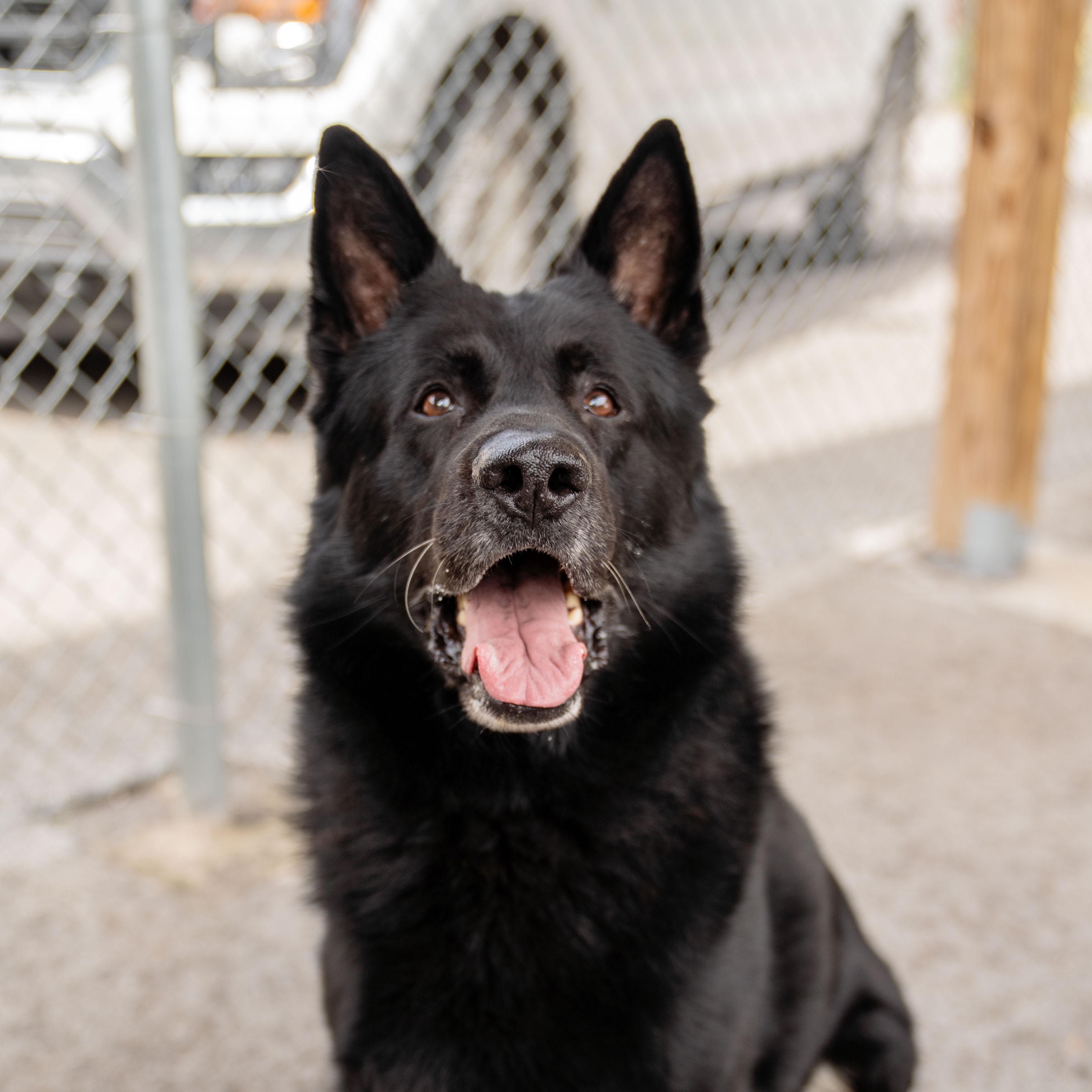 Enlarge Bear, a Adoptable mixed breed in Morgantown, WV image 3/4