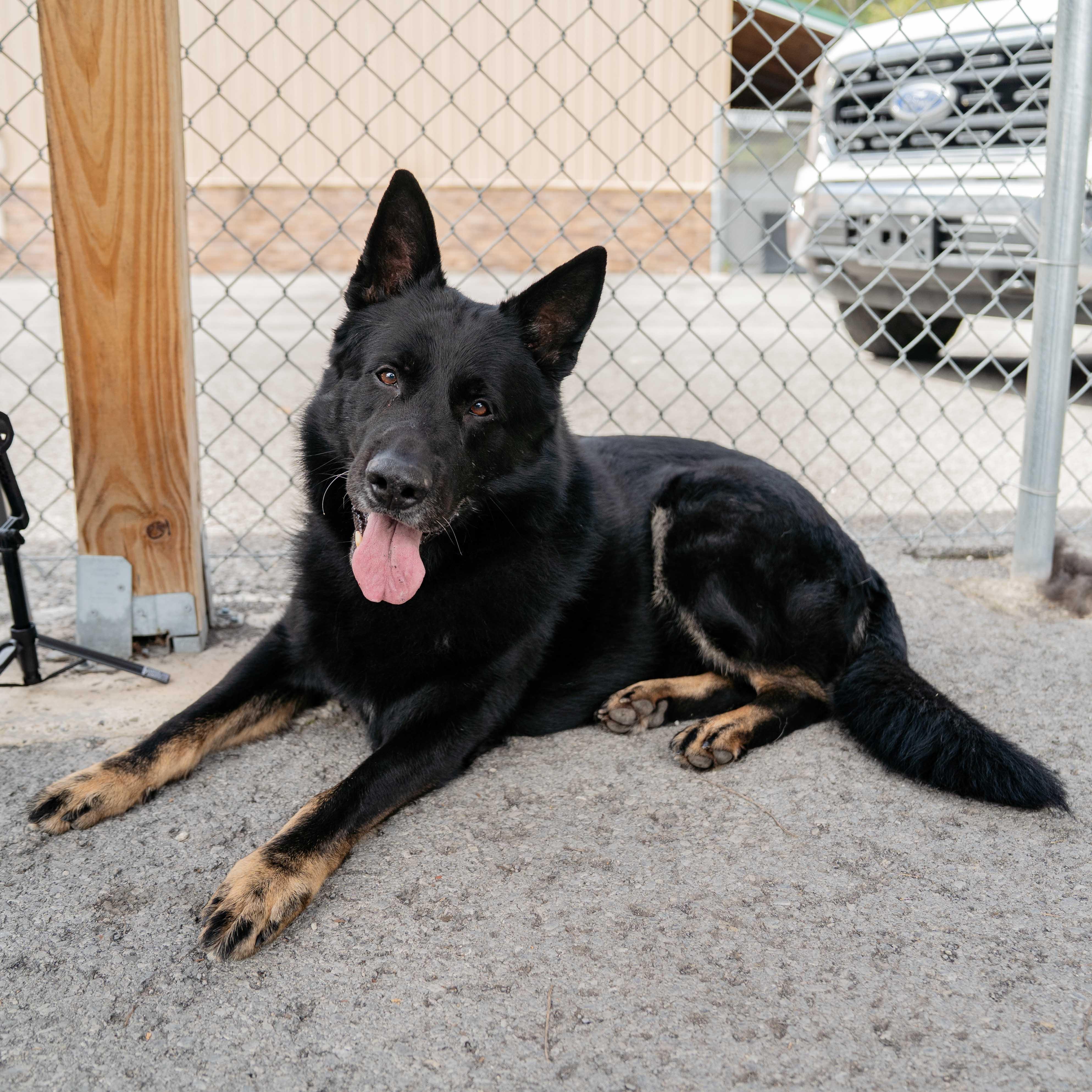 Enlarge Bear, a Adoptable mixed breed in Morgantown, WV image 4/4