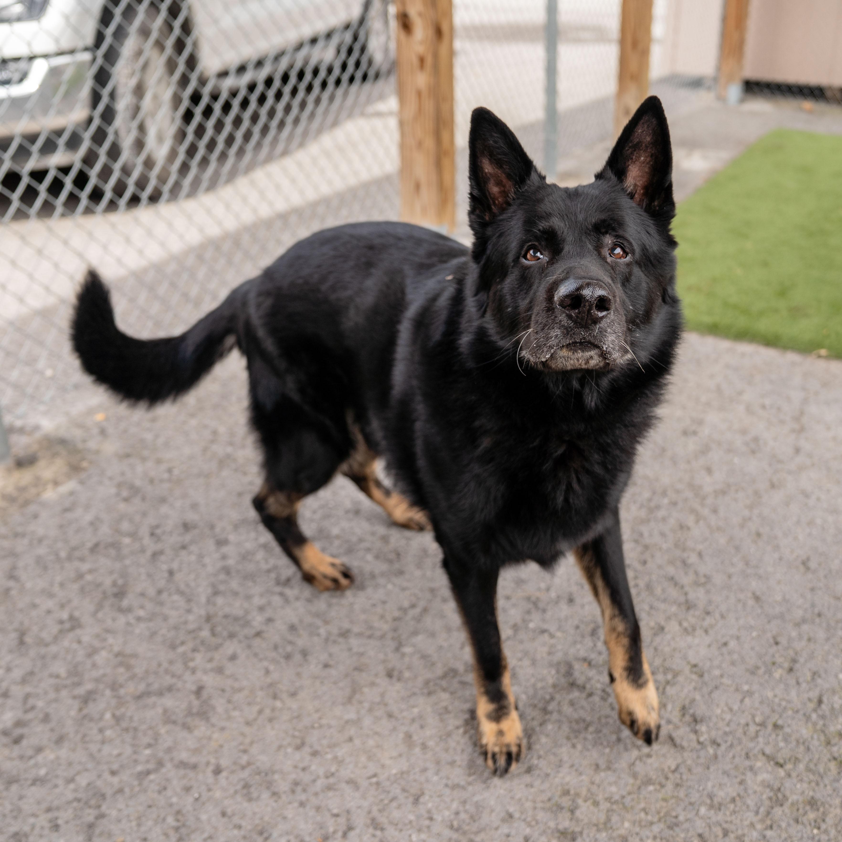 Enlarge Bear, a Adoptable mixed breed in Morgantown, WV image 2/4