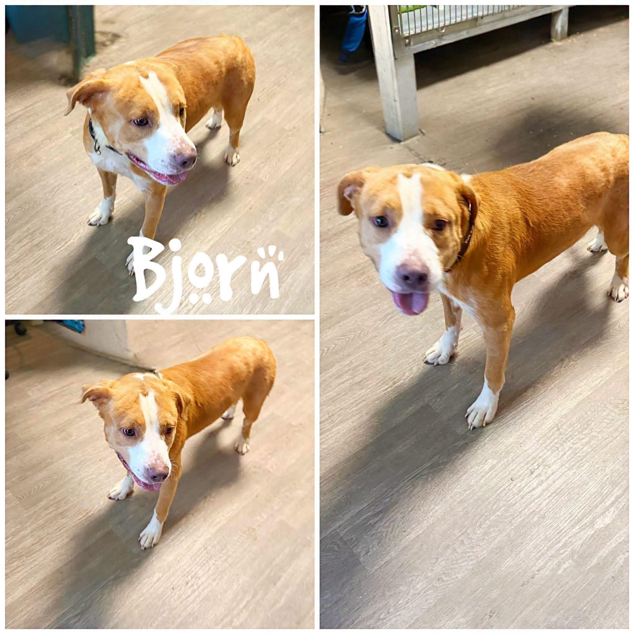 Bjorn, ADOPTABLE, Adult Male Shepherd & Mastiff.