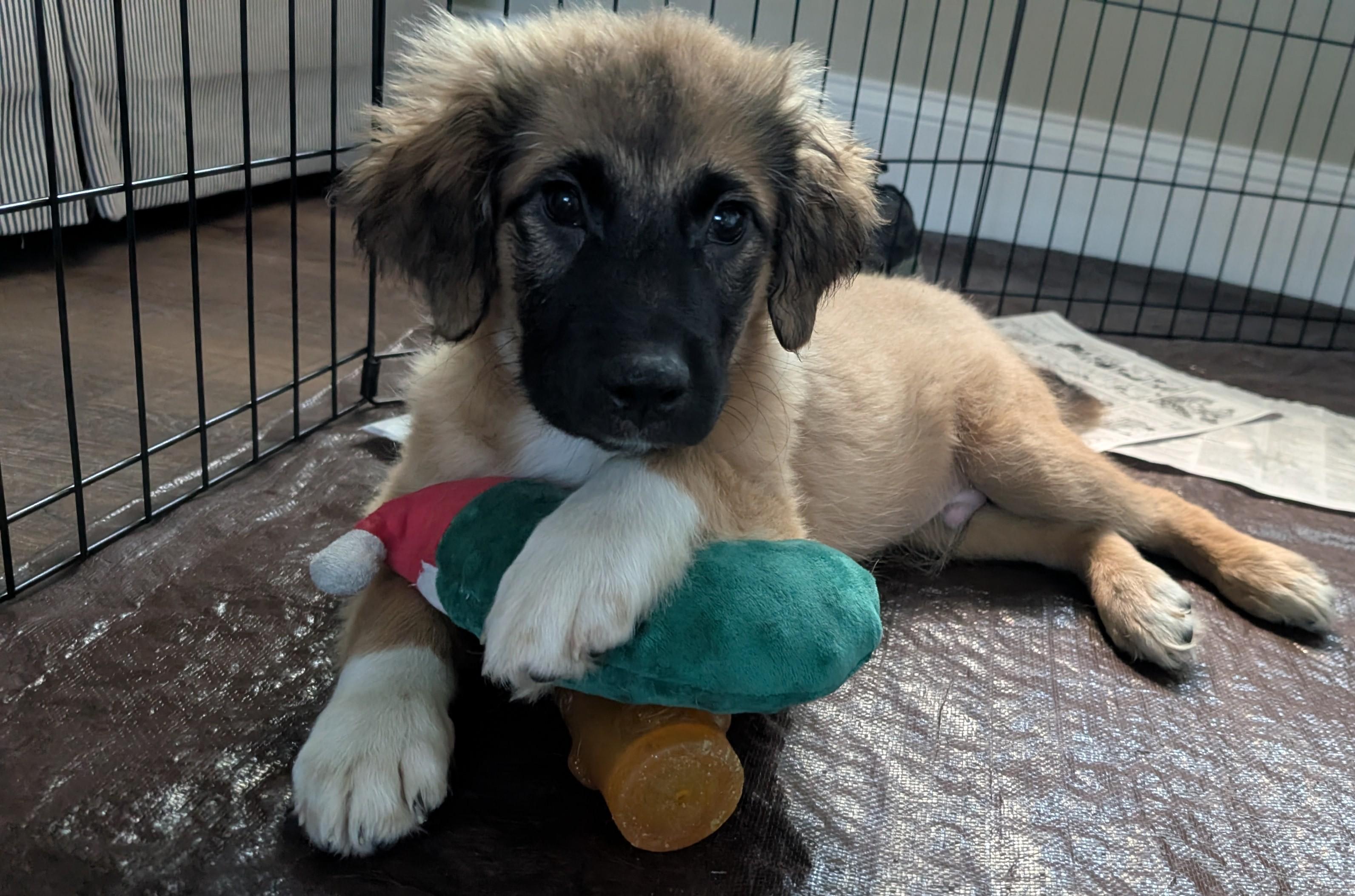 Dog for adoption - Henley, a Retriever &amp; Hound Mix in Minneapolis, MN ...