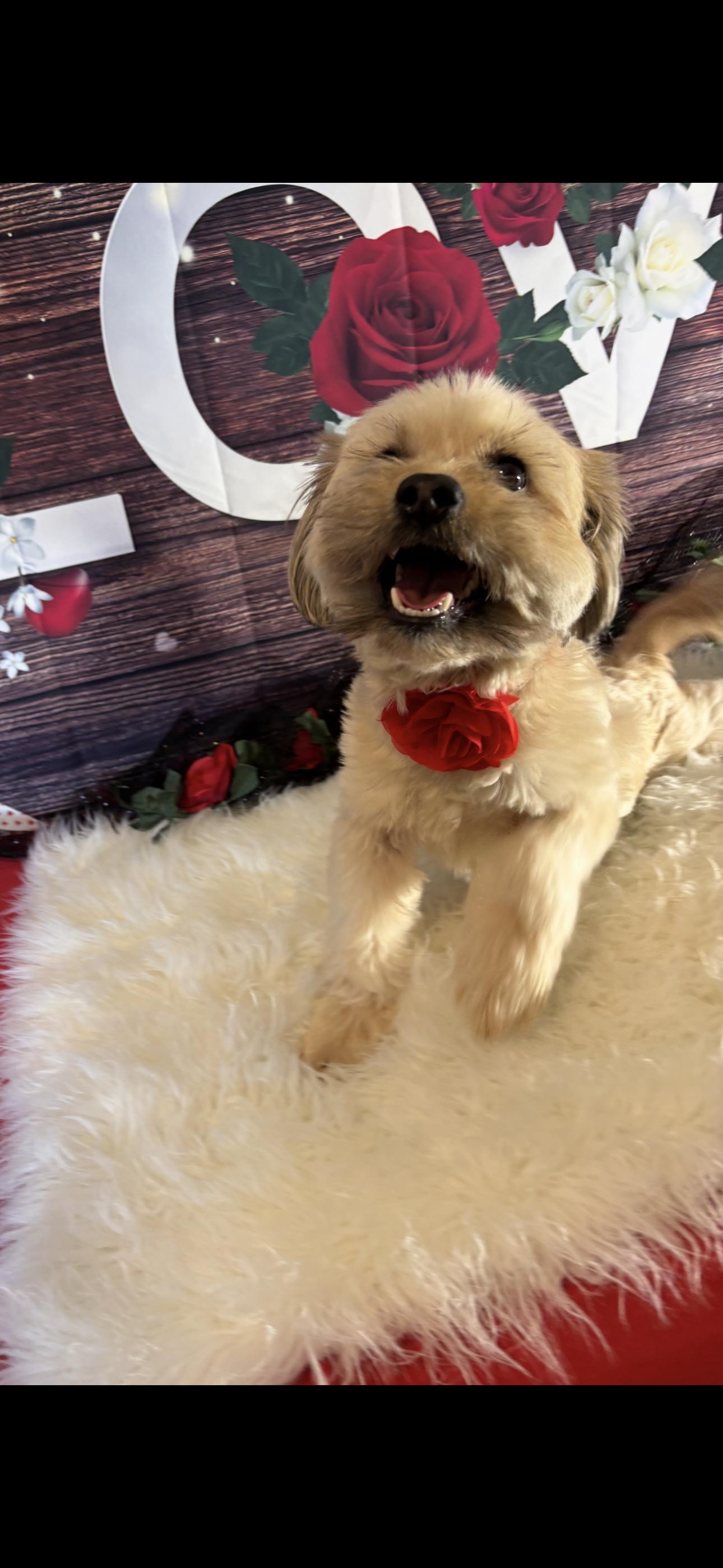 Enlarge Rosey, an adopted mixed breed in Cottonwood, CA image 2/6