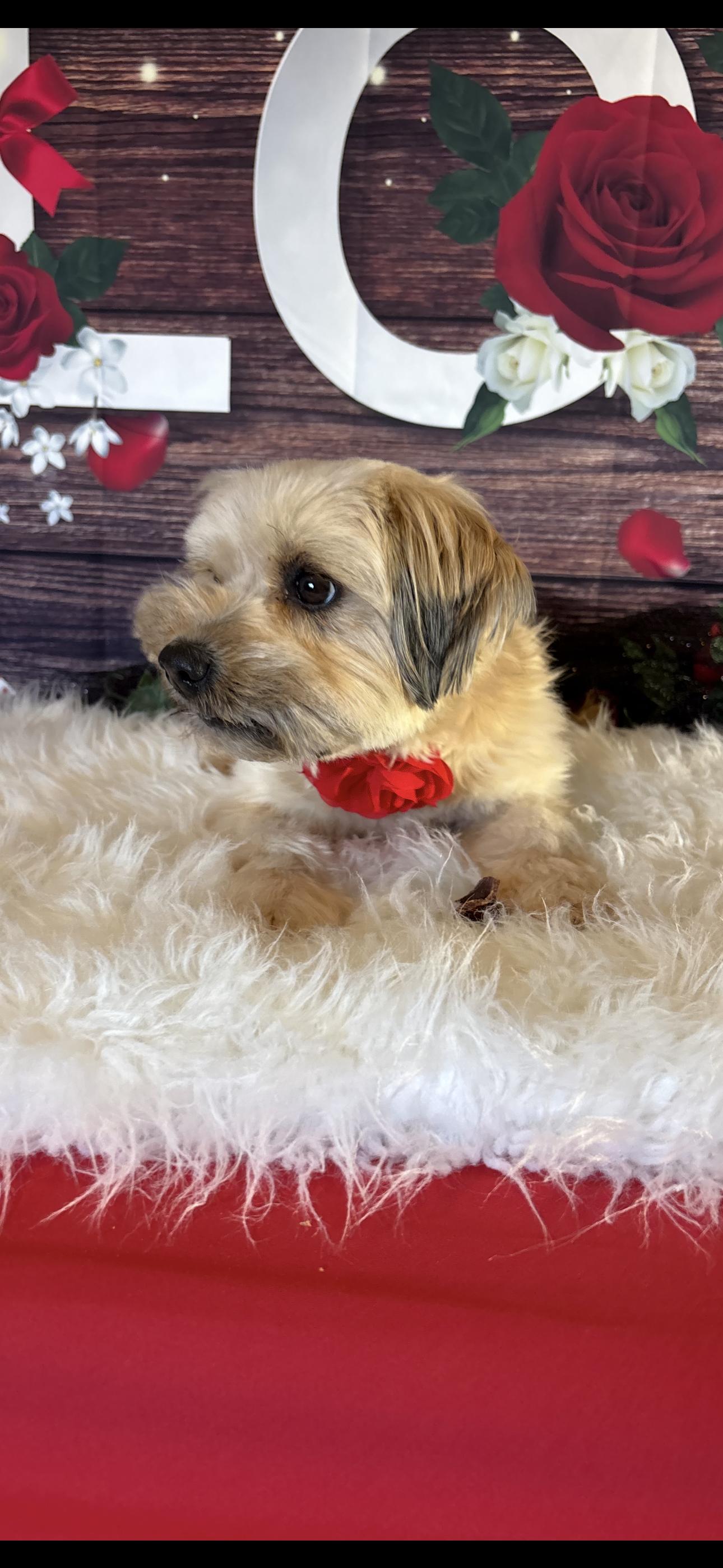 Enlarge Rosey, an adopted mixed breed in Cottonwood, CA image 3/6