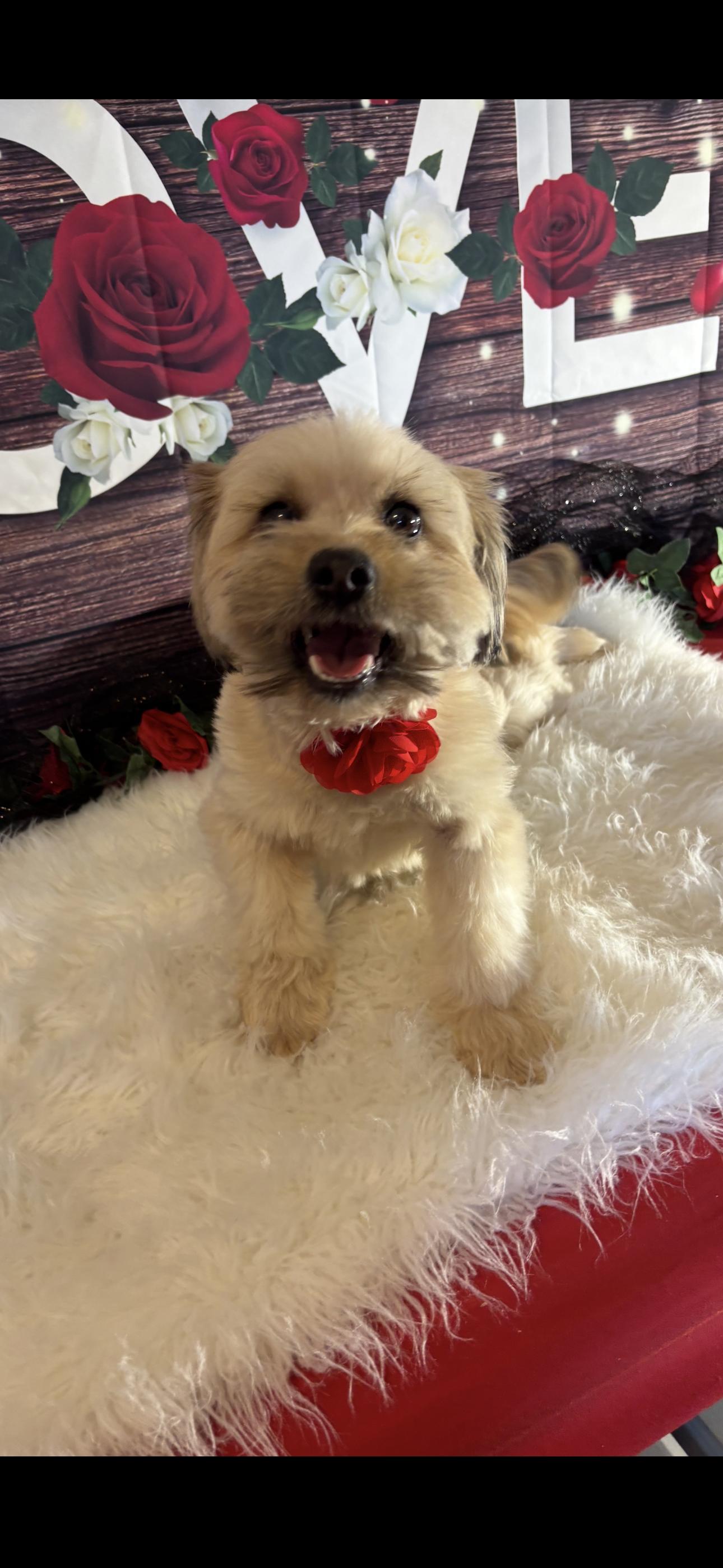 Enlarge Rosey, an adopted mixed breed in Cottonwood, CA image 1/6