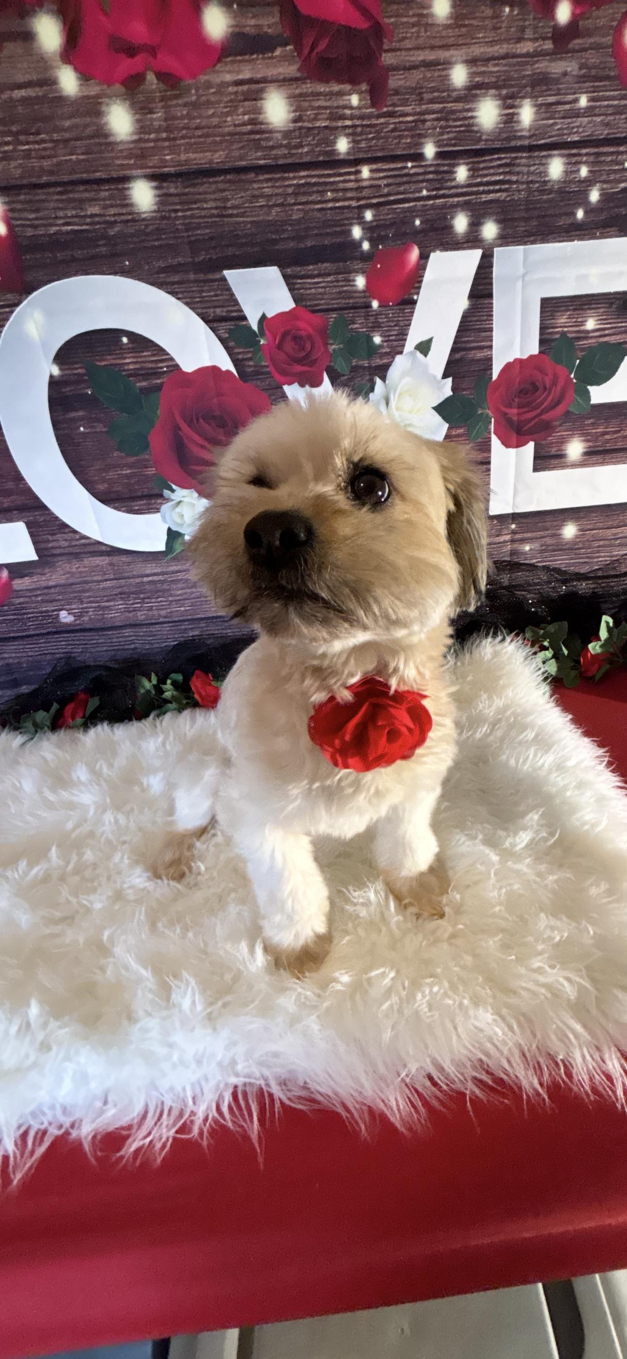 Enlarge Rosey, an adopted mixed breed in Cottonwood, CA image 4/6