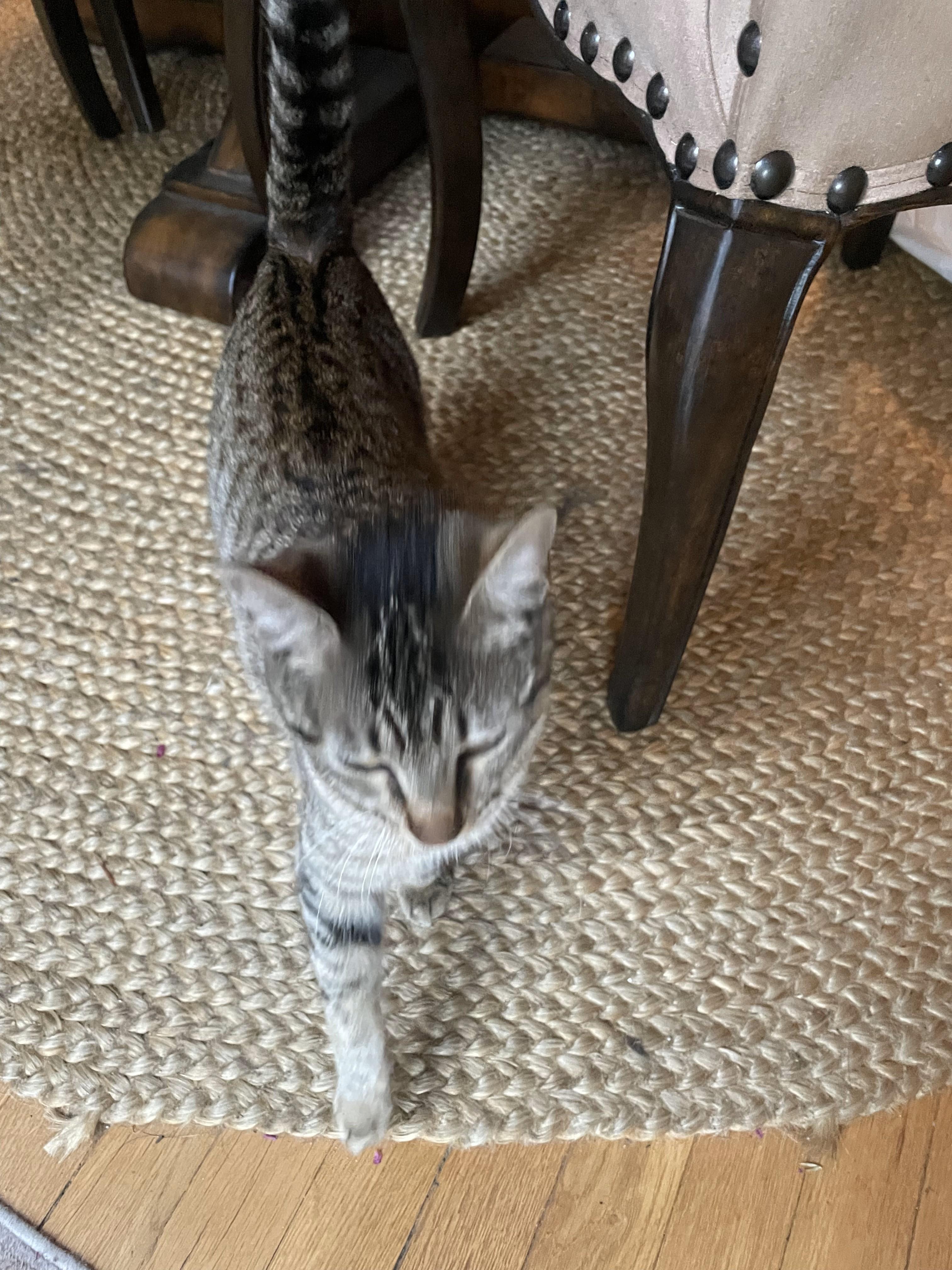 Sage, a Adoptable Tabby in Monrovia , CA image 2/5