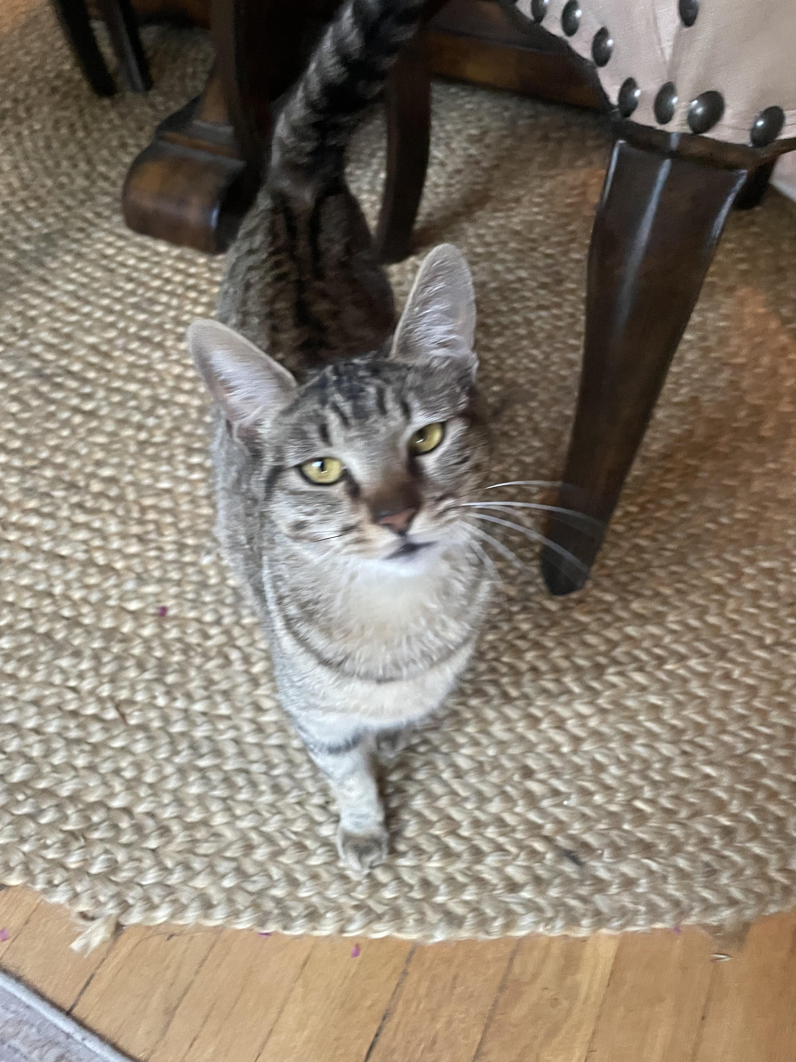 Sage, a Adoptable Tabby in Monrovia , CA image 3/5