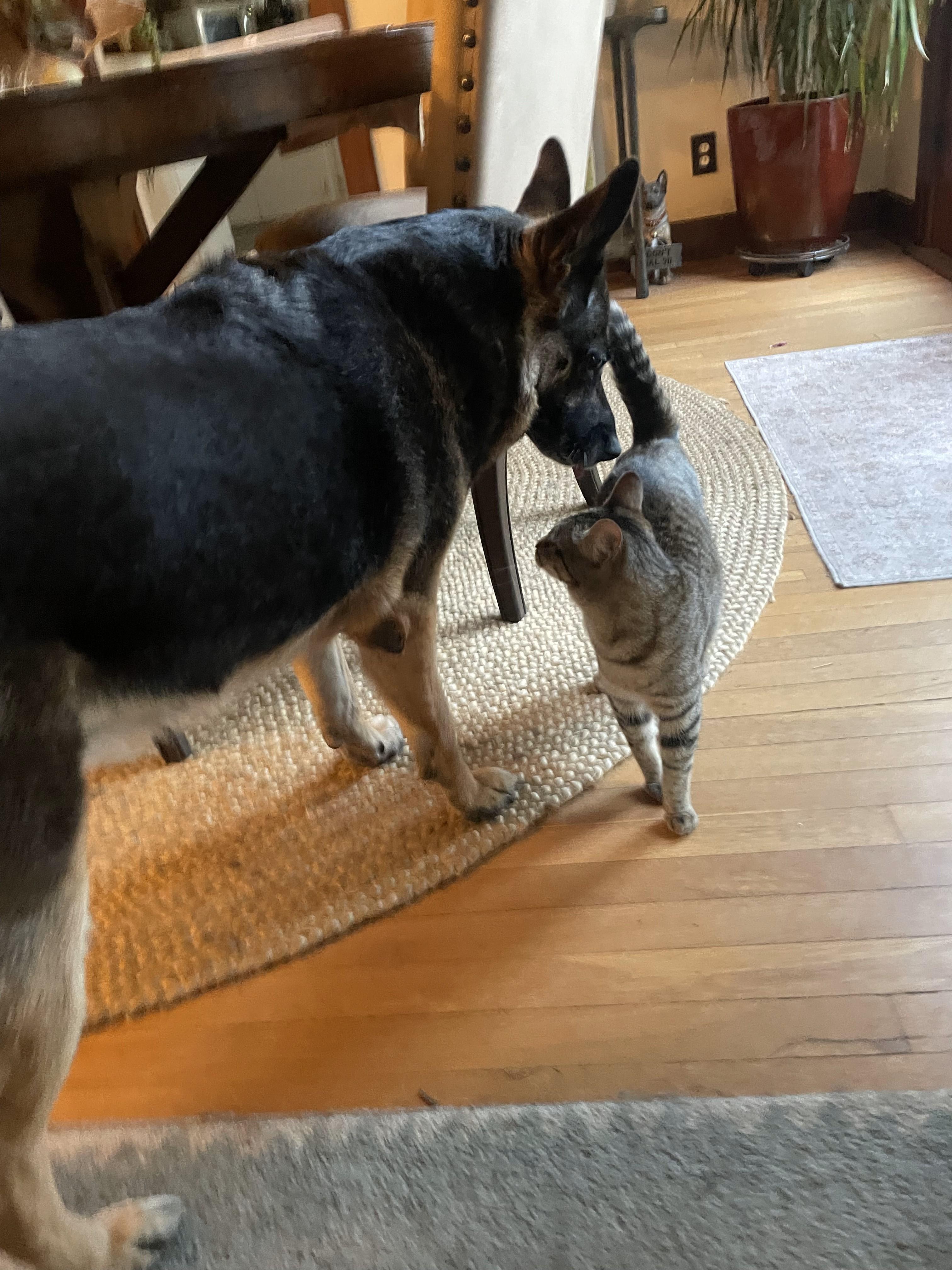 Sage, a Adoptable Tabby in Monrovia , CA image 4/5