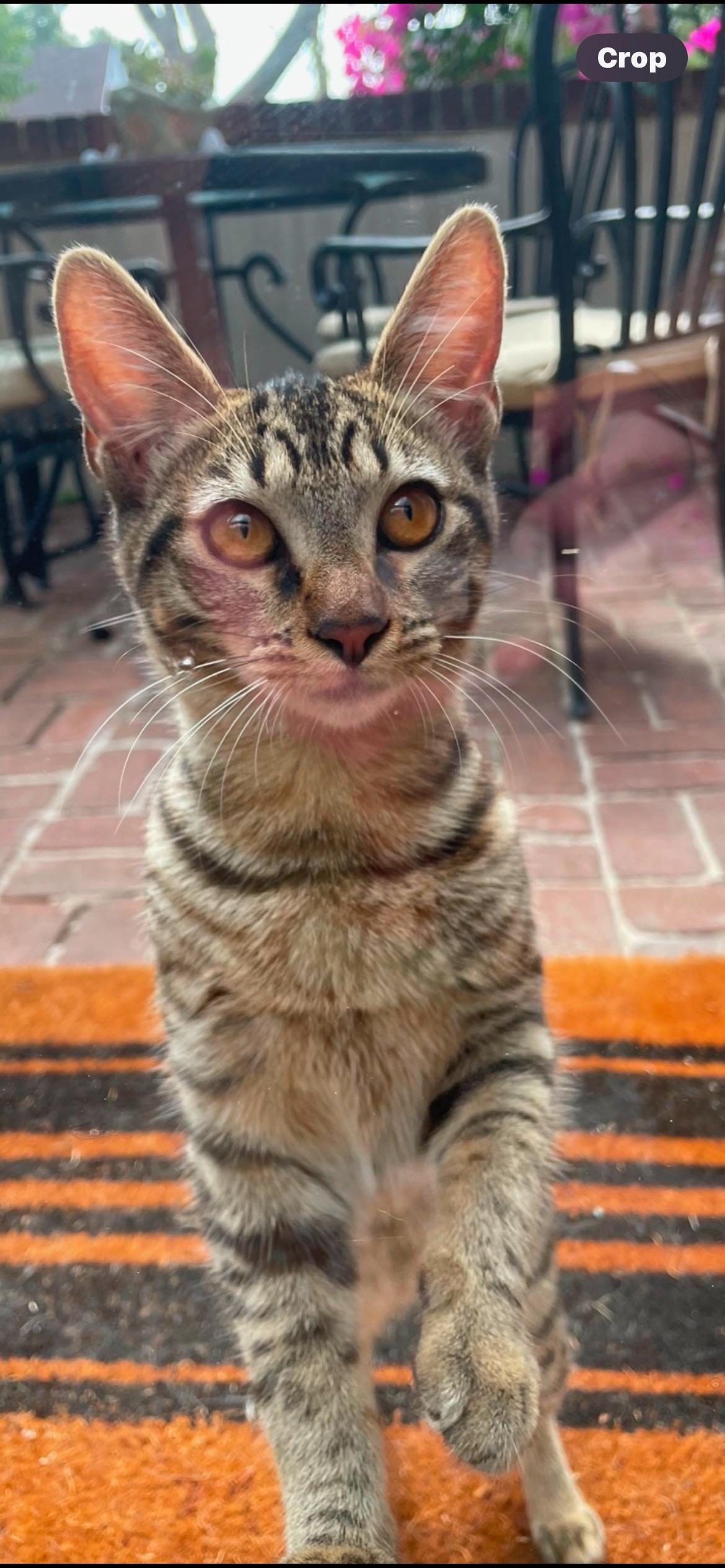 Sage, a Adoptable Tabby in Monrovia , CA image 1/5