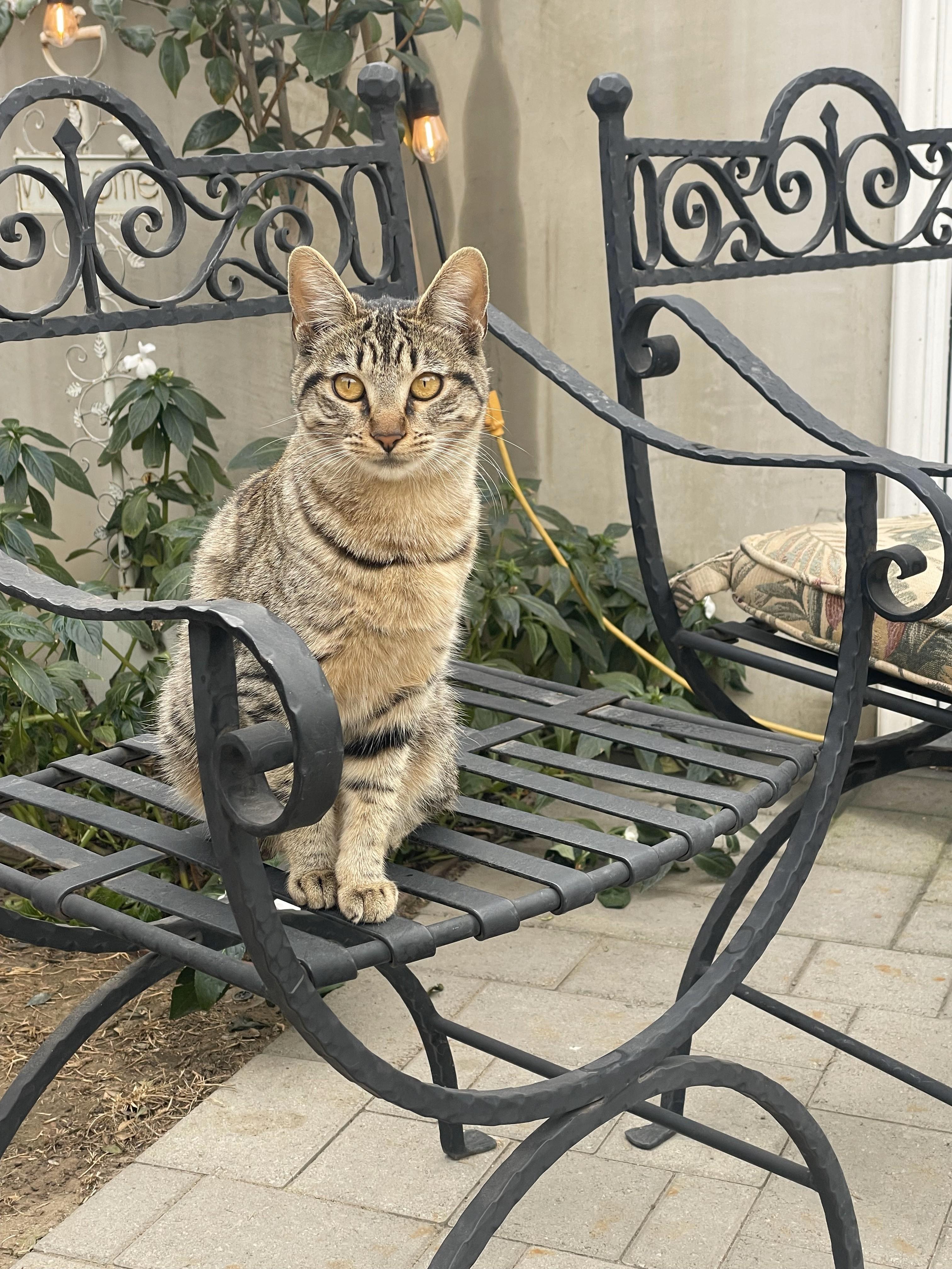 Sage, a Adoptable Tabby in Monrovia , CA image 5/5