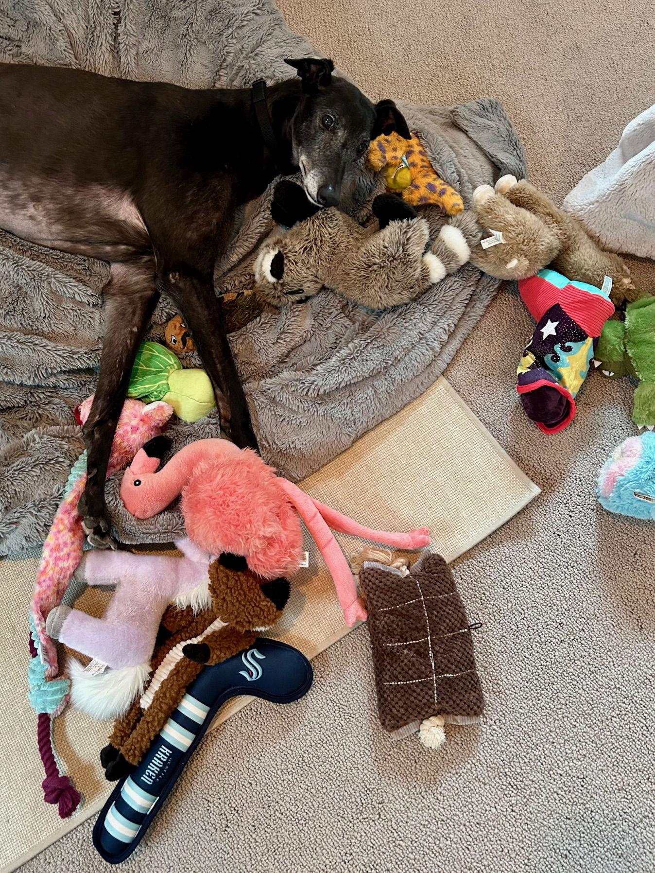 Tink, Adoptable, Adult Female Greyhound.