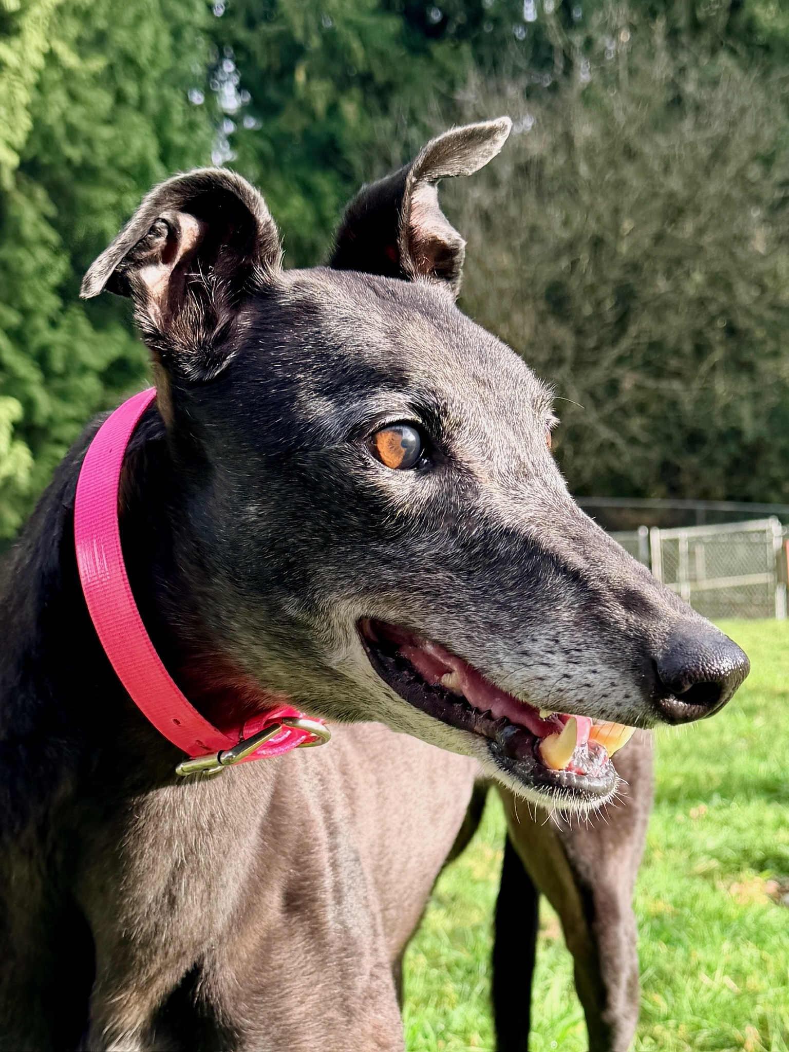 Tink, Adoptable, Adult Female Greyhound.