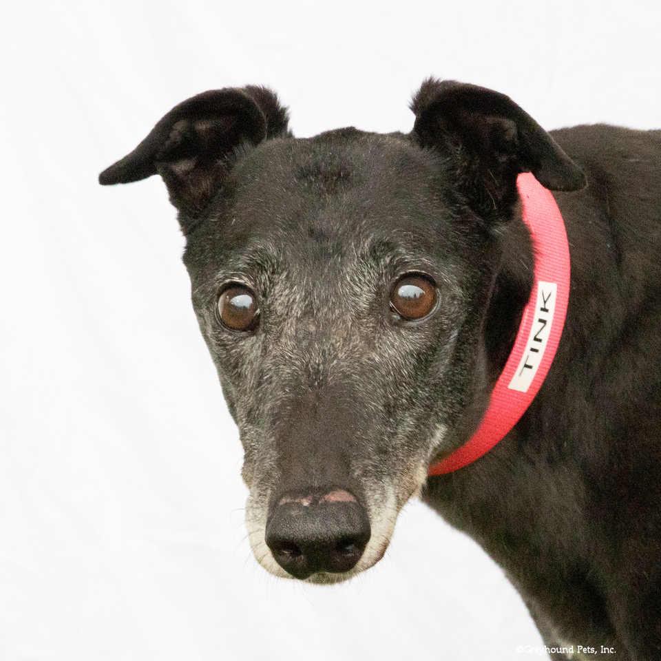 Enlarge Tink, a Adoptable Greyhound in Woodinville, WA image 2/3