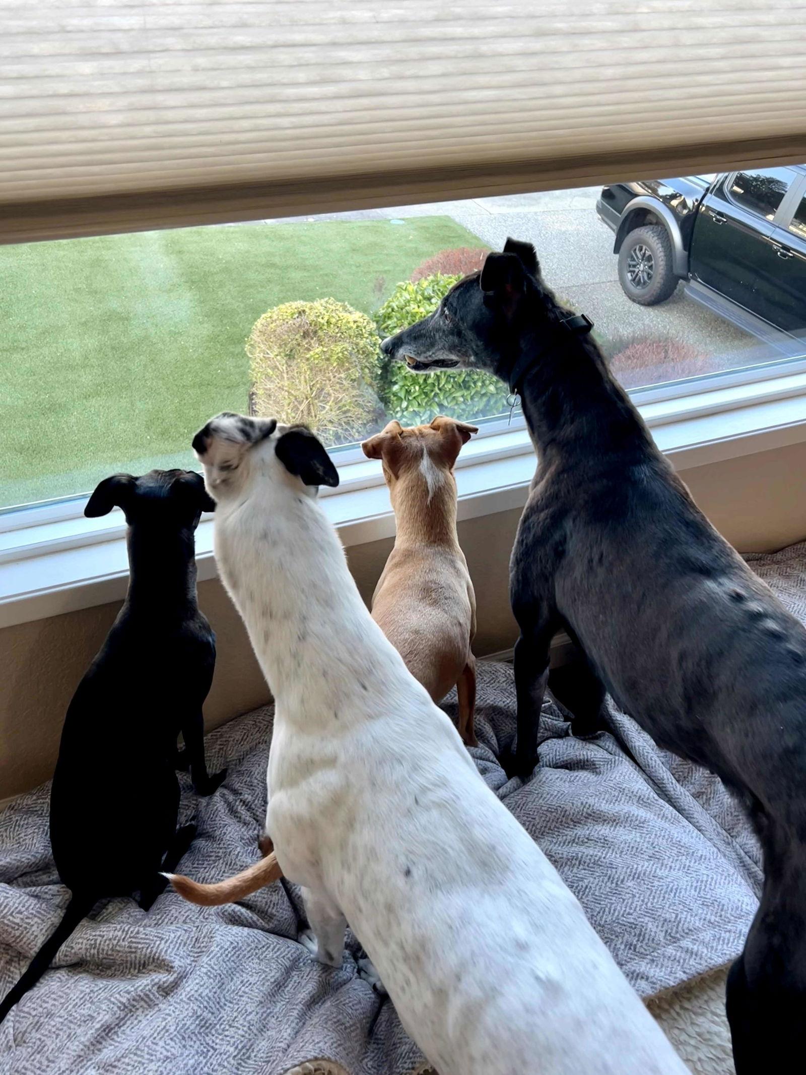 Enlarge Tink, a Adoptable Greyhound in Woodinville, WA image 3/3