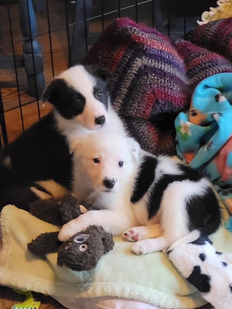 Enlarge Frankie, an adopted mixed breed in Byron, IL image 2/6