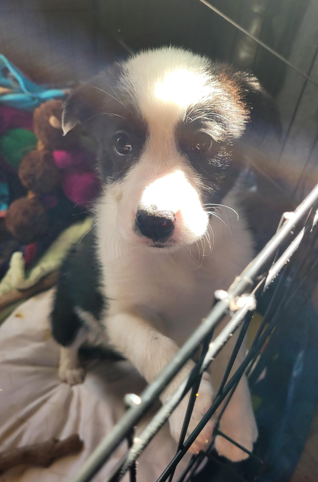 Enlarge Frankie, an adopted mixed breed in Byron, IL image 3/6