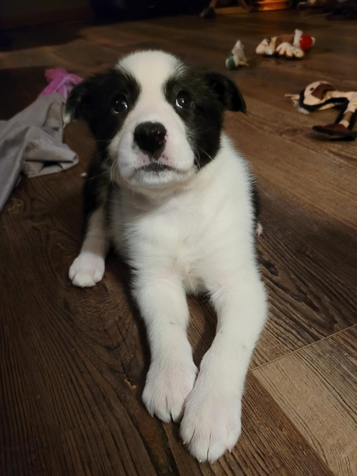 Enlarge Frankie, an adopted mixed breed in Byron, IL image 4/6