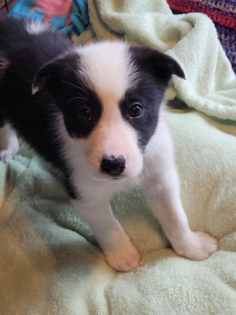 Frankie, adopted, Puppy Male Border Collie.
