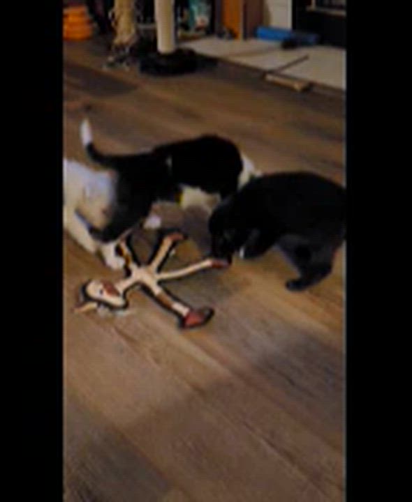 Enlarge Frankie, an adopted mixed breed in Byron, IL video 5/6