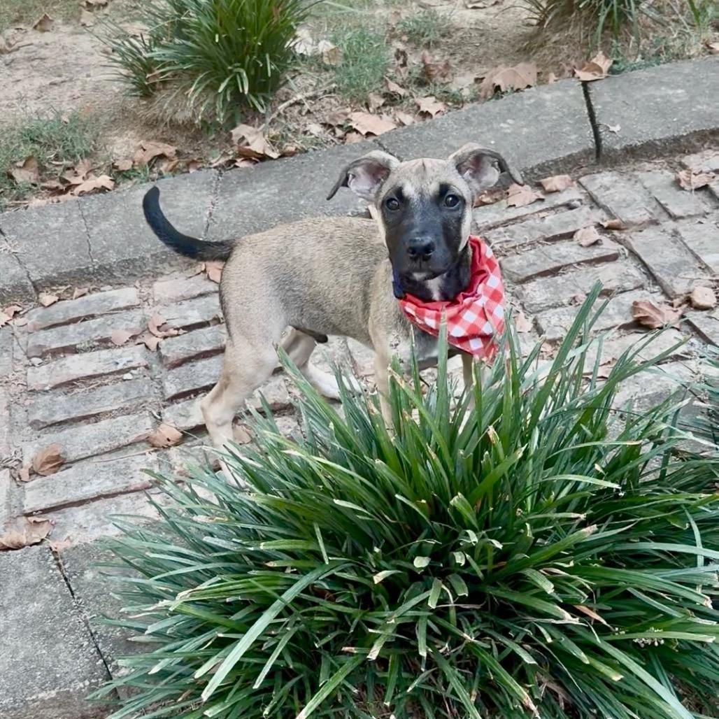 Enlarge Subway, a Adoptable mixed breed in Cordova, TN image 4/6