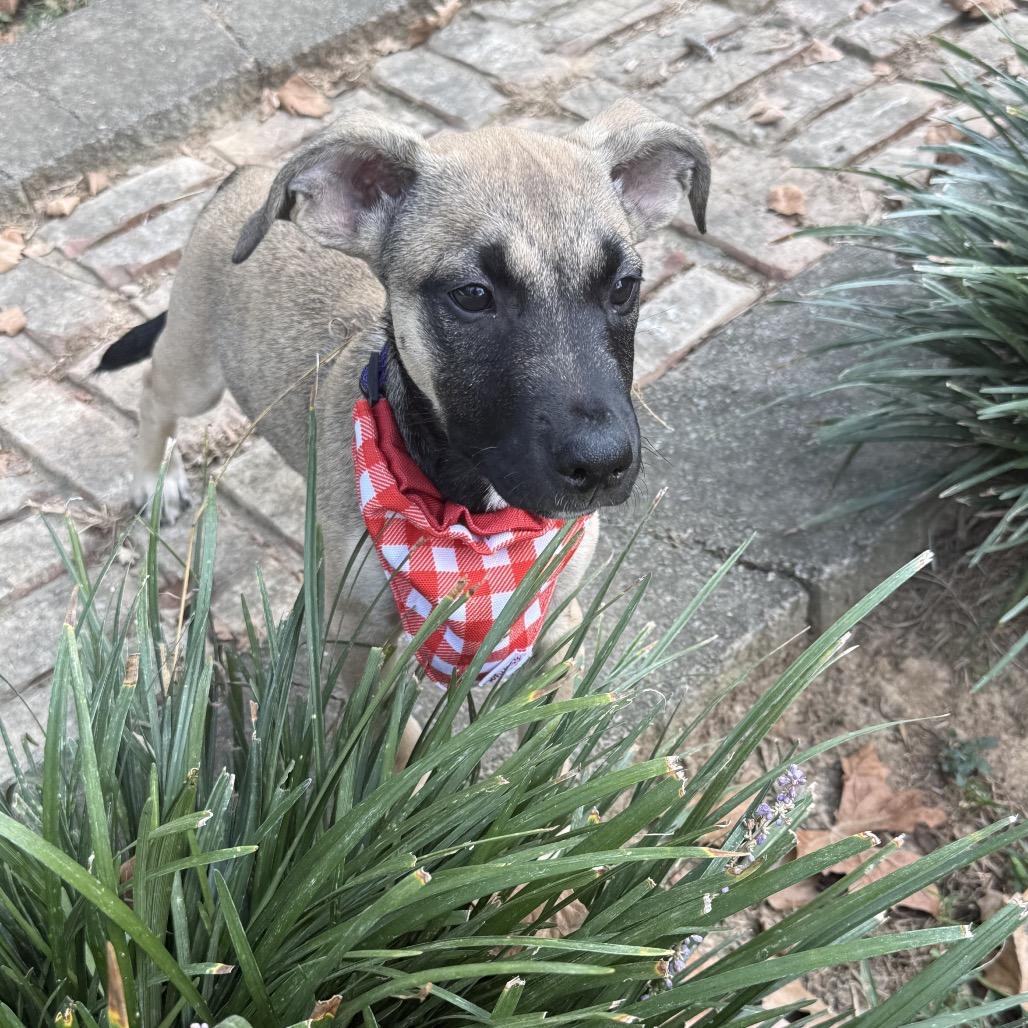 Enlarge Subway, a Adoptable mixed breed in Cordova, TN image 6/6