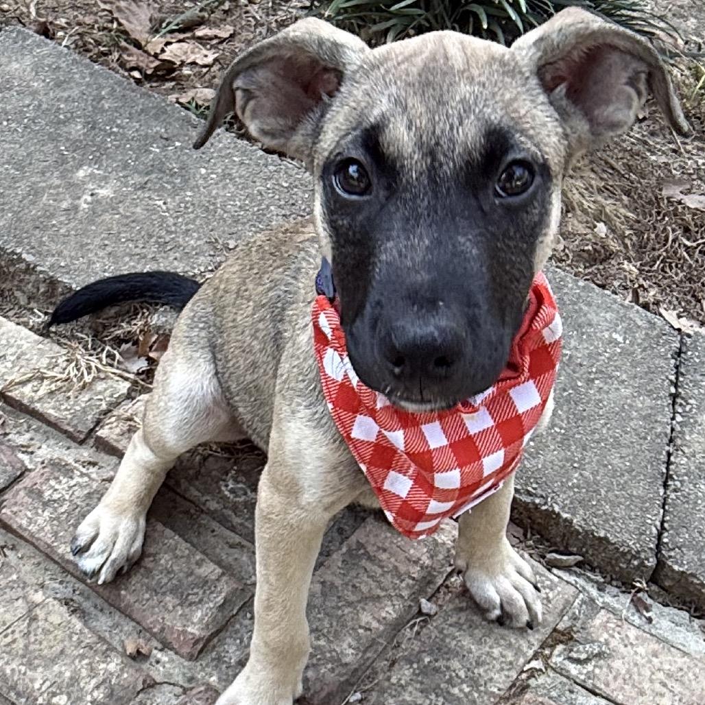 Subway, Adoptable, Puppy Male Belgian Shepherd / Malinois & Australian Shepherd.