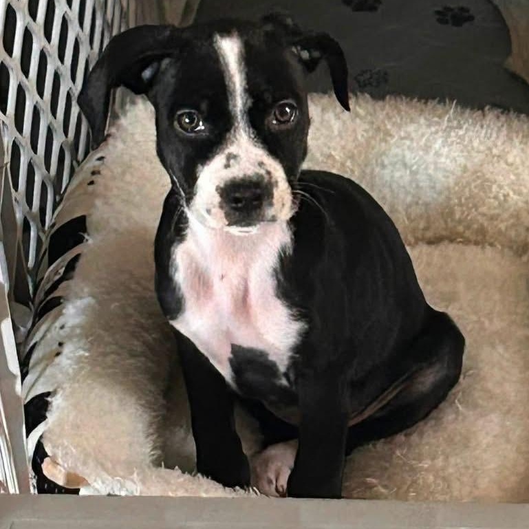 Enlarge Danielle, a ADOPTABLE Mixed Breed in Yaphank, NY image 5/6