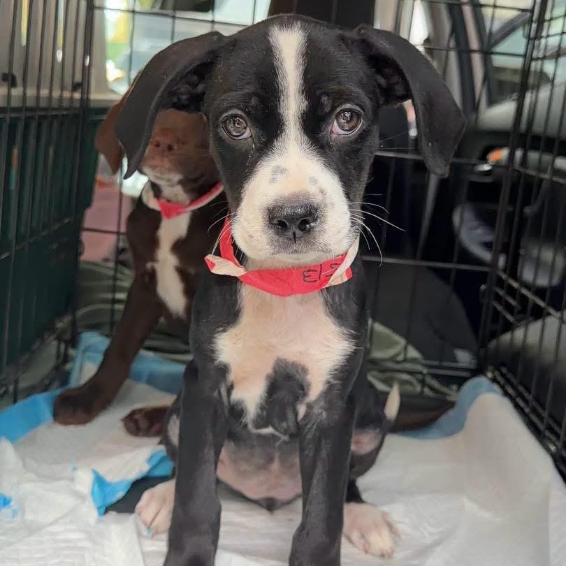 Enlarge Danielle, a ADOPTABLE Mixed Breed in Yaphank, NY image 1/6