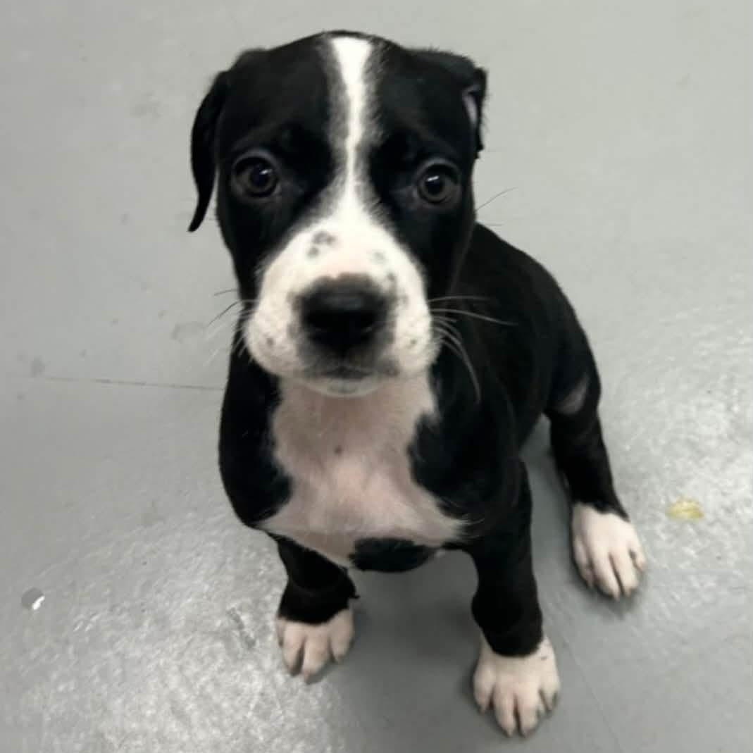 Enlarge Danielle, a ADOPTABLE Mixed Breed in Yaphank, NY image 4/6