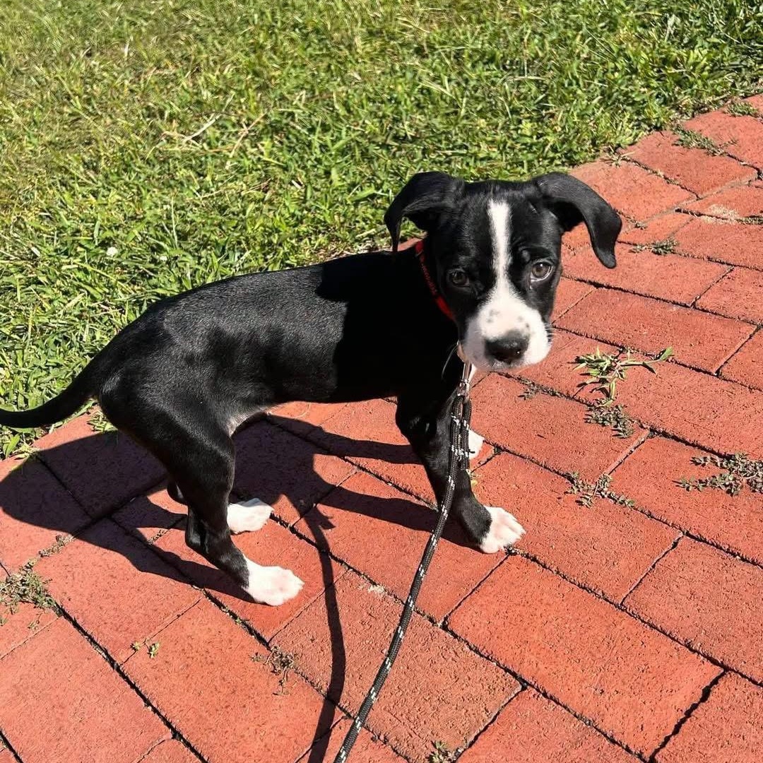 Enlarge Danielle, a ADOPTABLE Mixed Breed in Yaphank, NY image 6/6