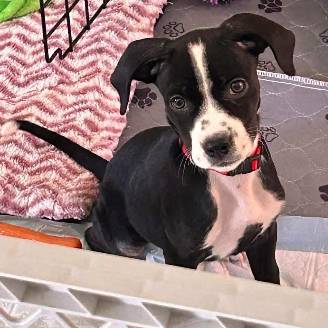 Enlarge Danielle, a ADOPTABLE Mixed Breed in Yaphank, NY image 3/6