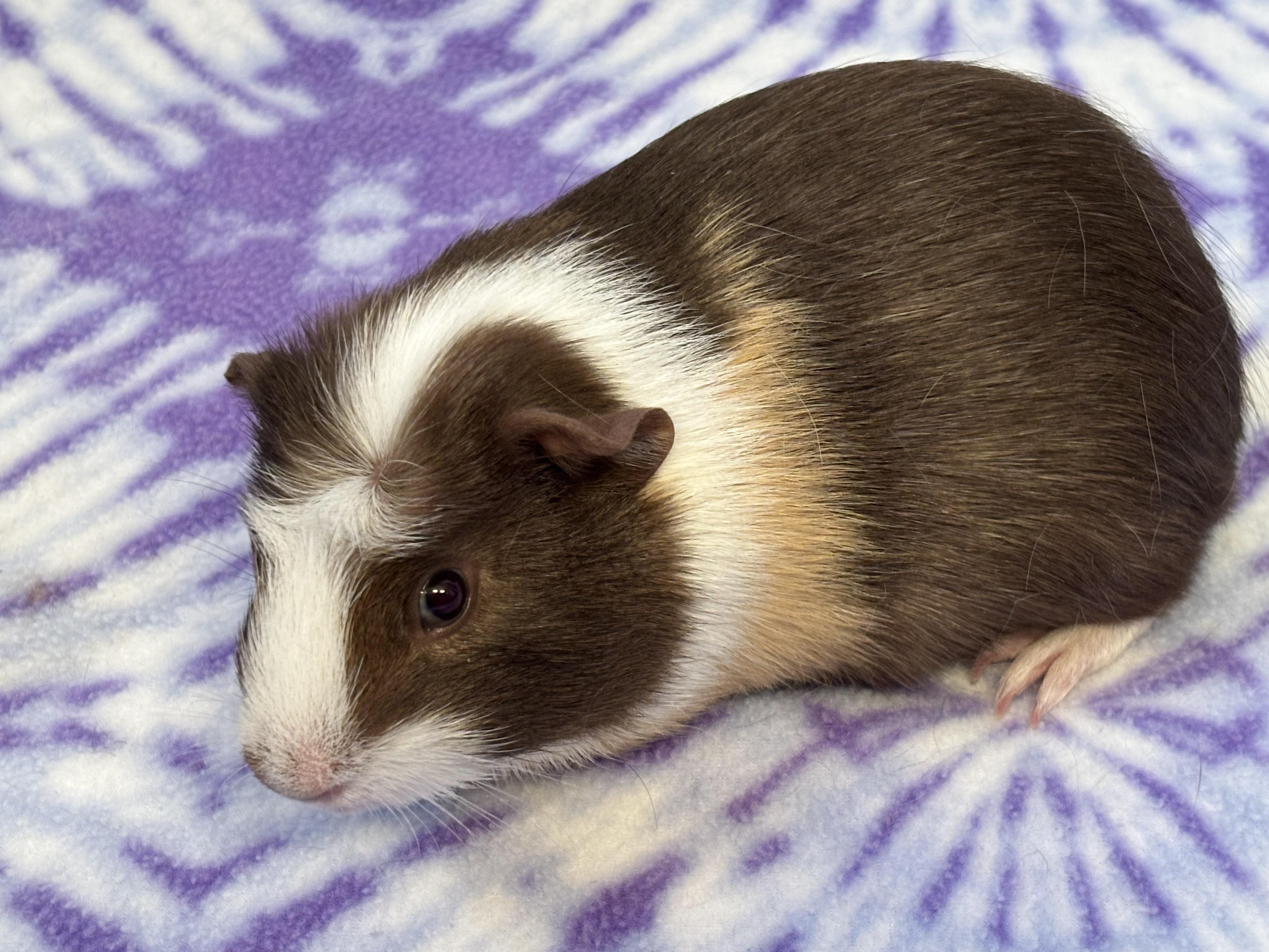 Enlarge Mason, a Adoptable Guinea Pig in Sauk Village, IL image 1/3