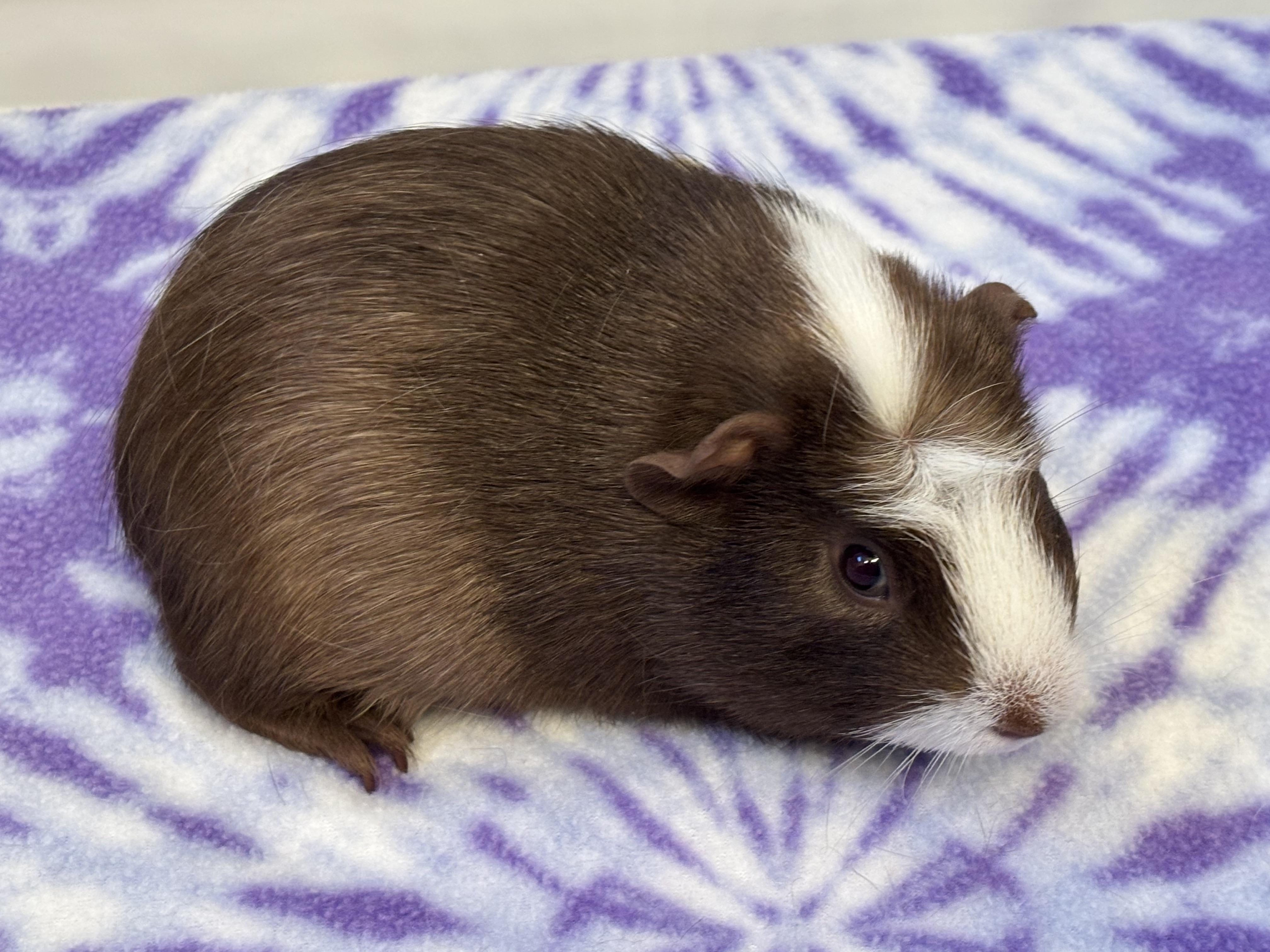 Enlarge Mason, a Adoptable Guinea Pig in Sauk Village, IL image 2/3