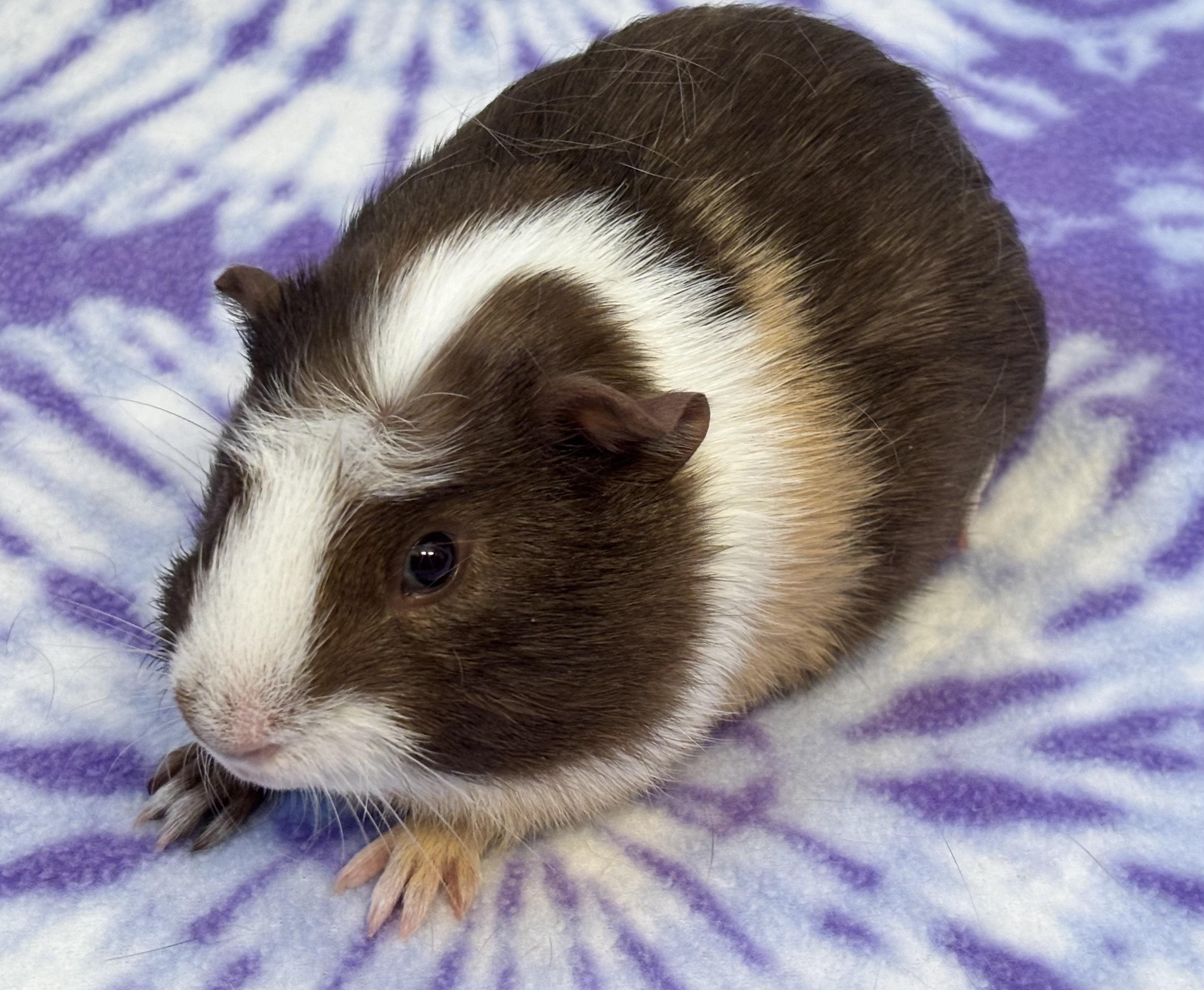 Enlarge Mason, a Adoptable Guinea Pig in Sauk Village, IL image 3/3