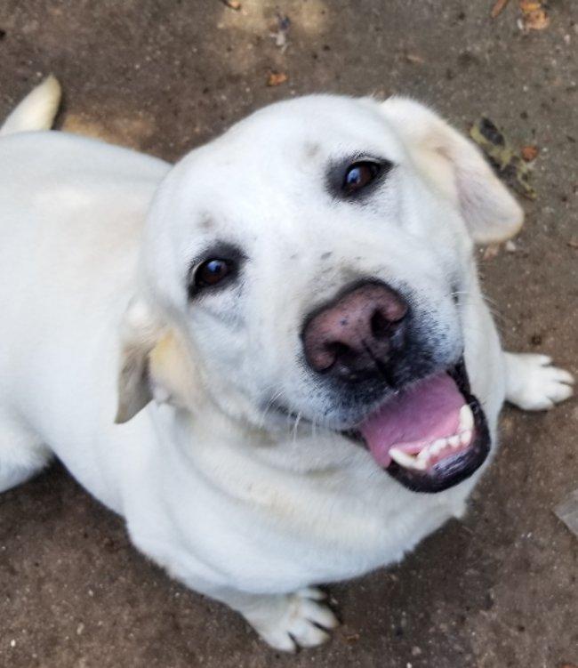 Gemma