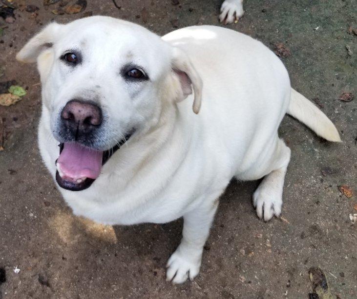 Gemma