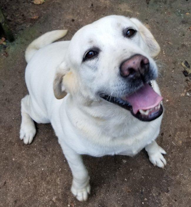 Gemma