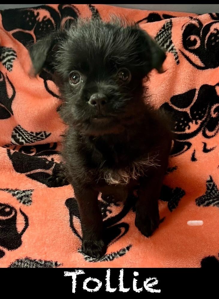 Enlarge Tollie, a Adoptable mixed breed in Cedartown, GA image 1/1