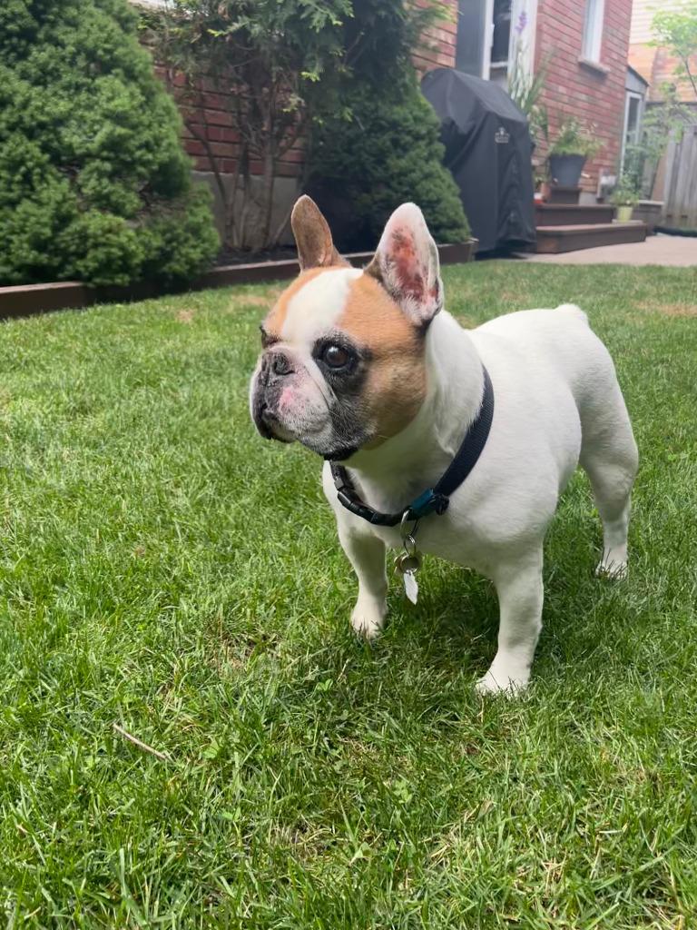 Enlarge Leo, a Adoptable French Bulldog in Toronto, ON image 1/4