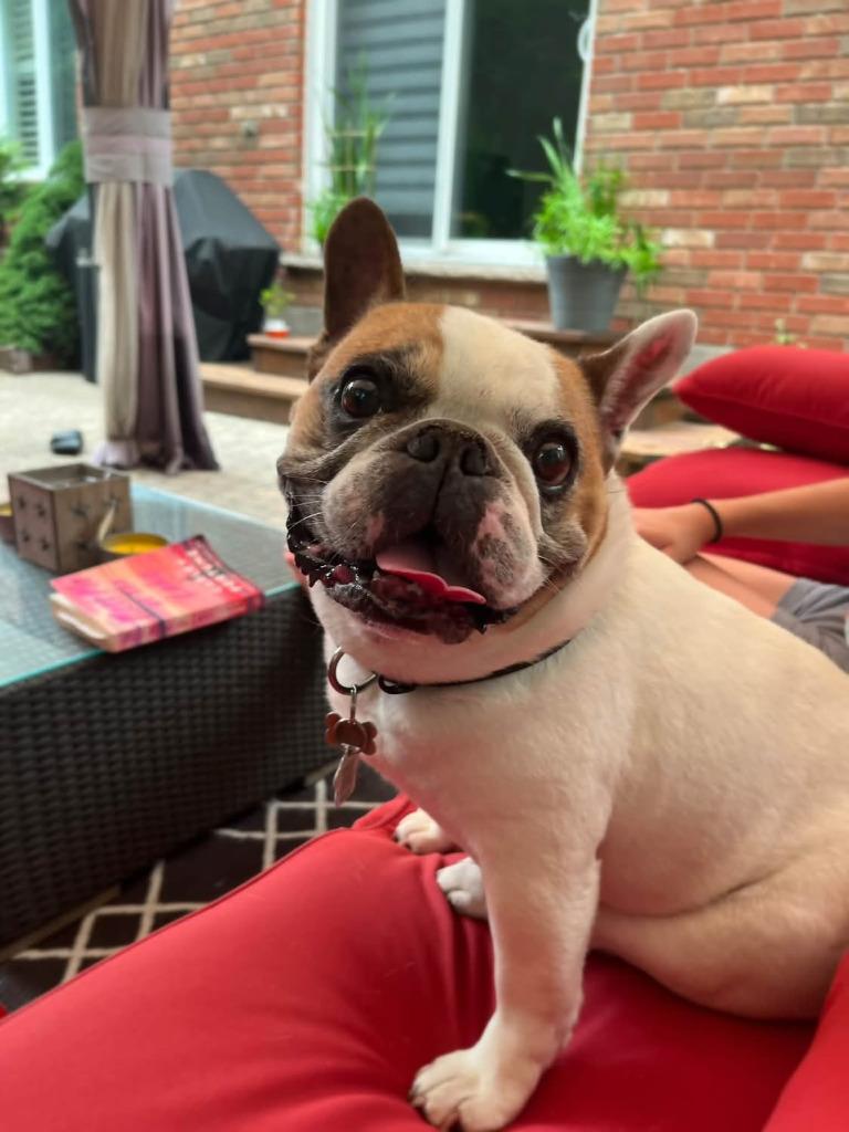 Enlarge Leo, a Adoptable French Bulldog in Toronto, ON image 2/4