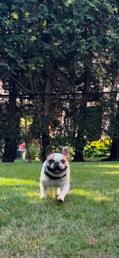 Enlarge Leo, a Adoptable French Bulldog in Toronto, ON image 3/4