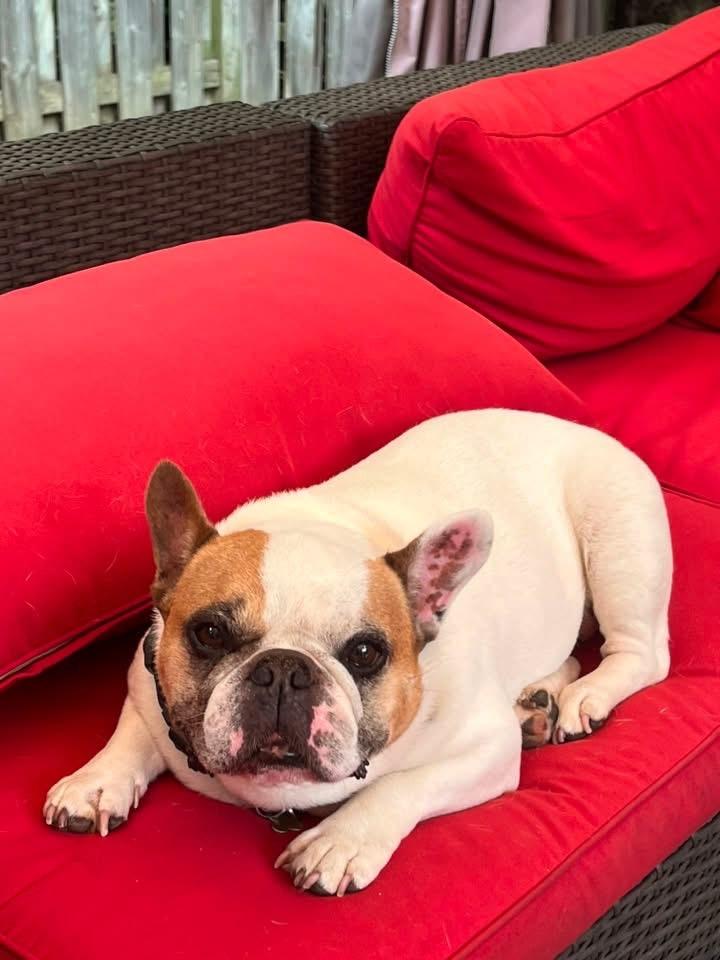 Enlarge Leo, a Adoptable French Bulldog in Toronto, ON image 4/4